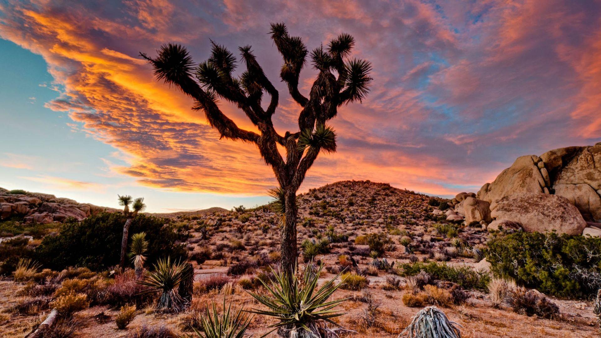 Joshua Tree National Park Wallpapers