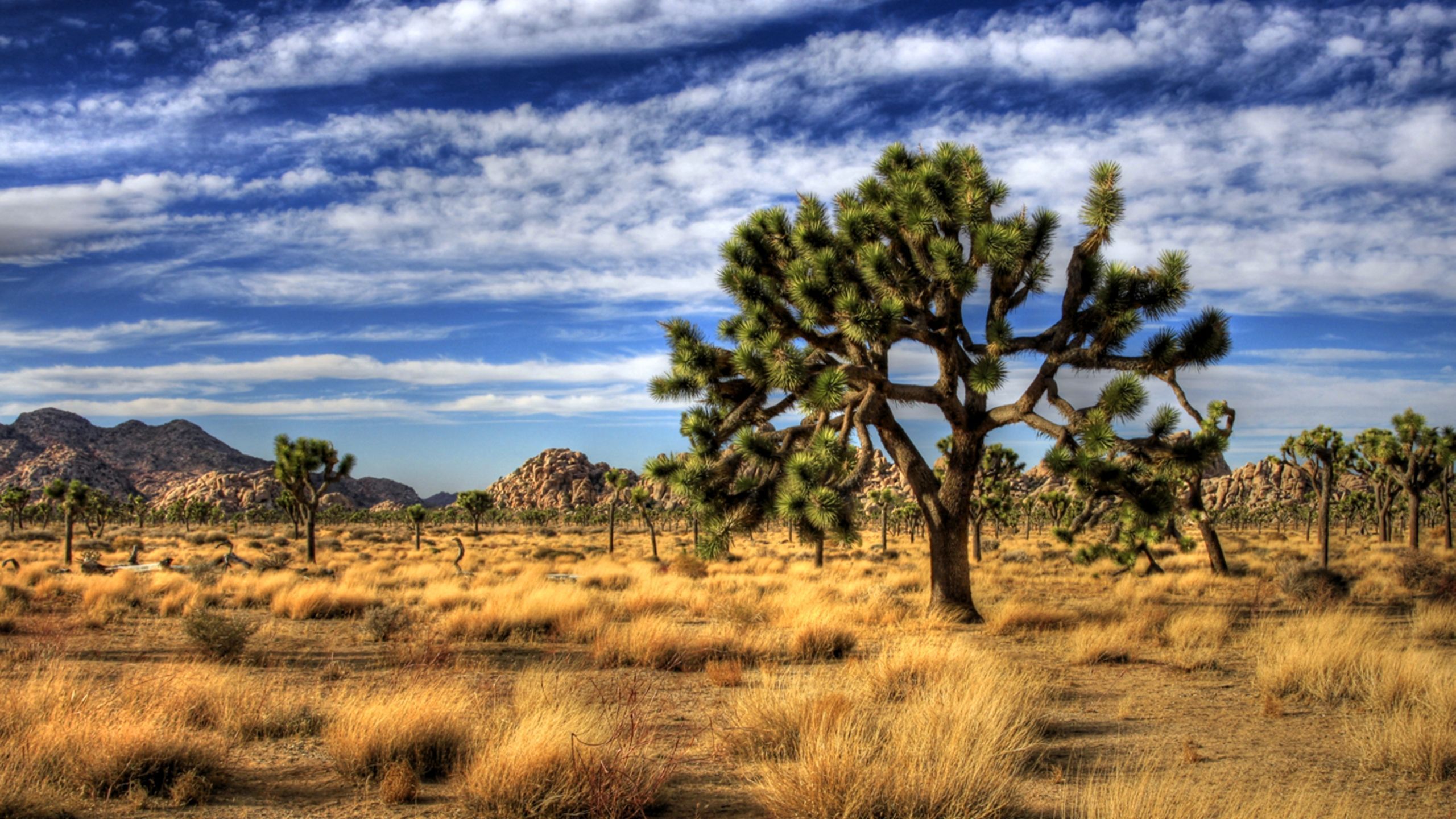 Joshua Tree National Park Wallpapers