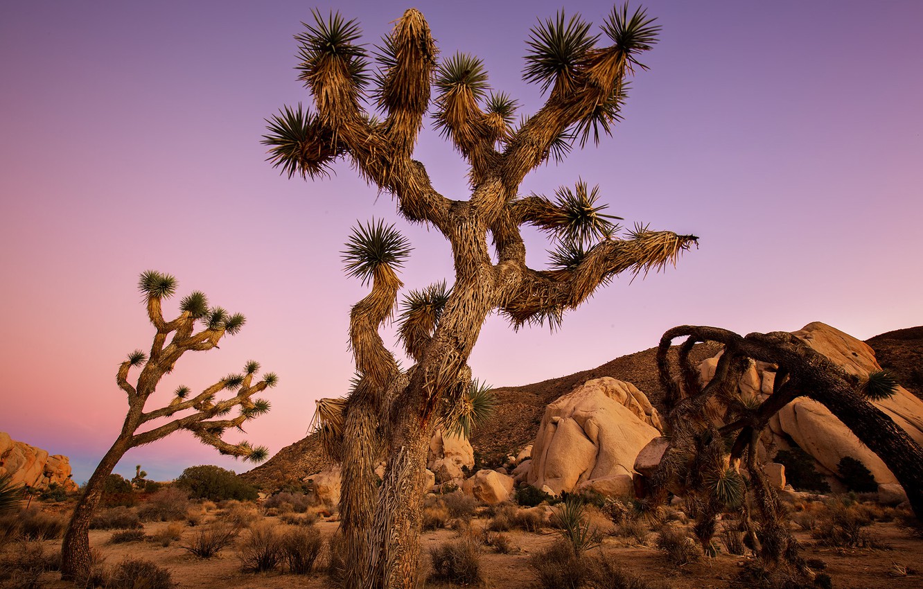 Joshua Tree National Park Wallpapers