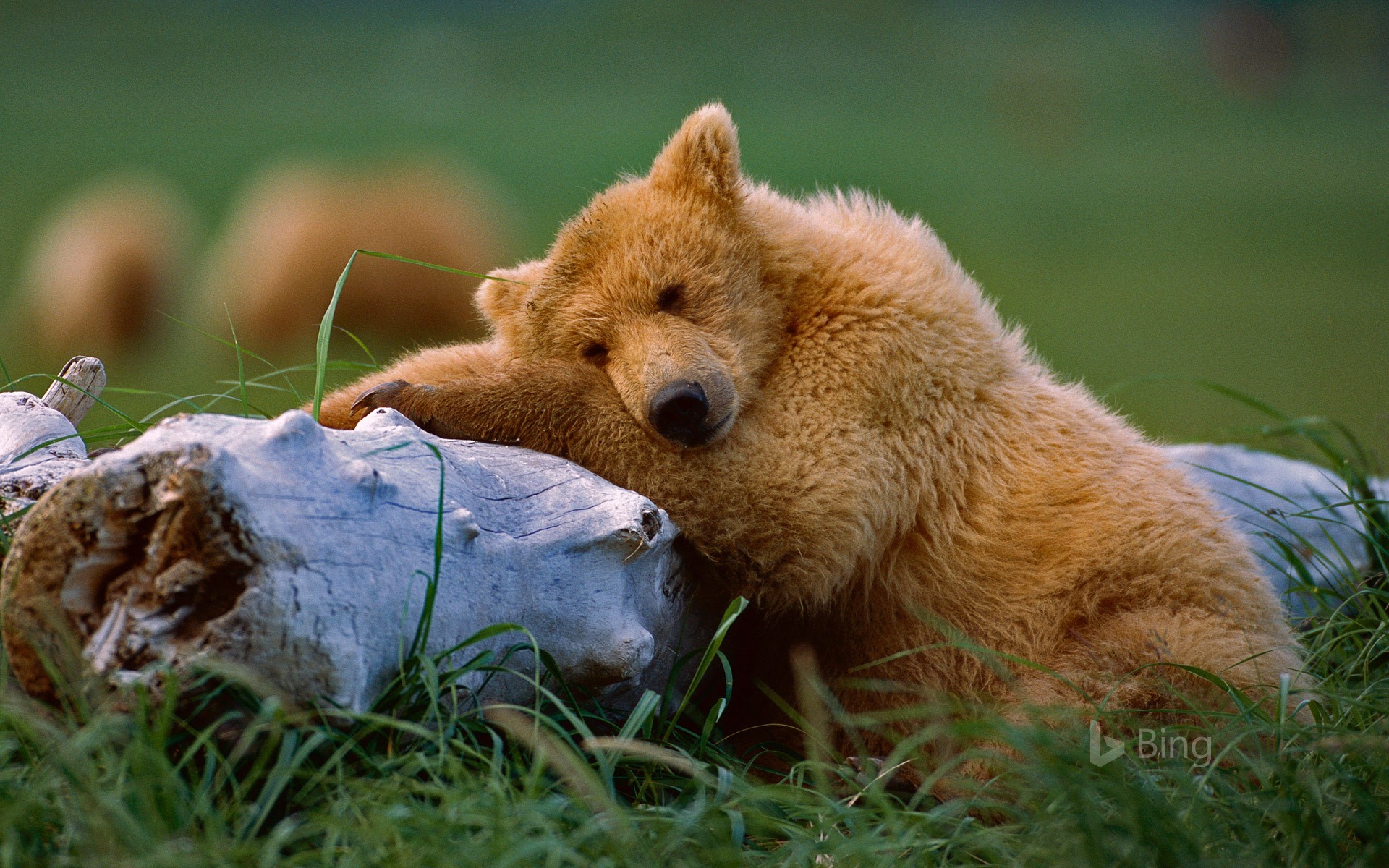 Katmai National Park And Preserve Wallpapers