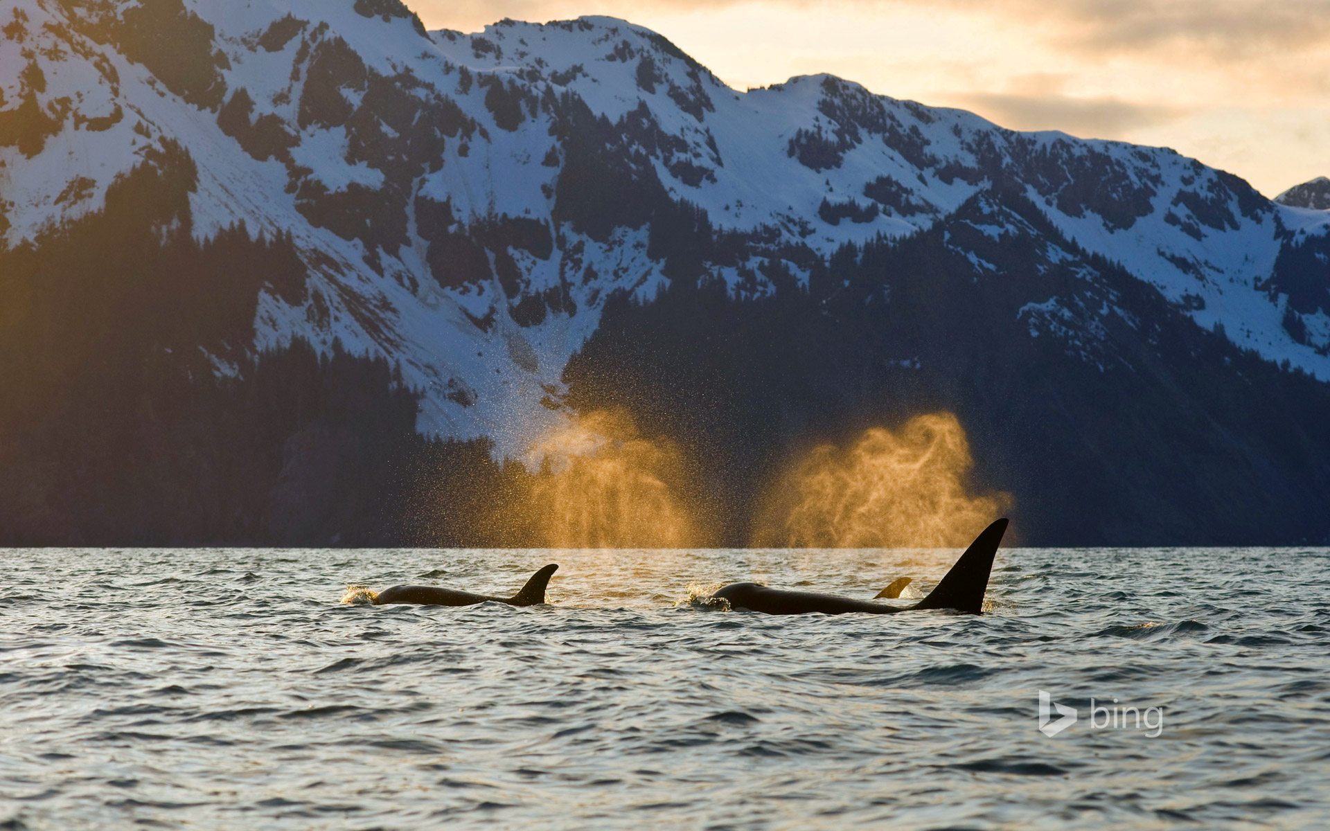 Kenai Fjords National Park Wallpapers