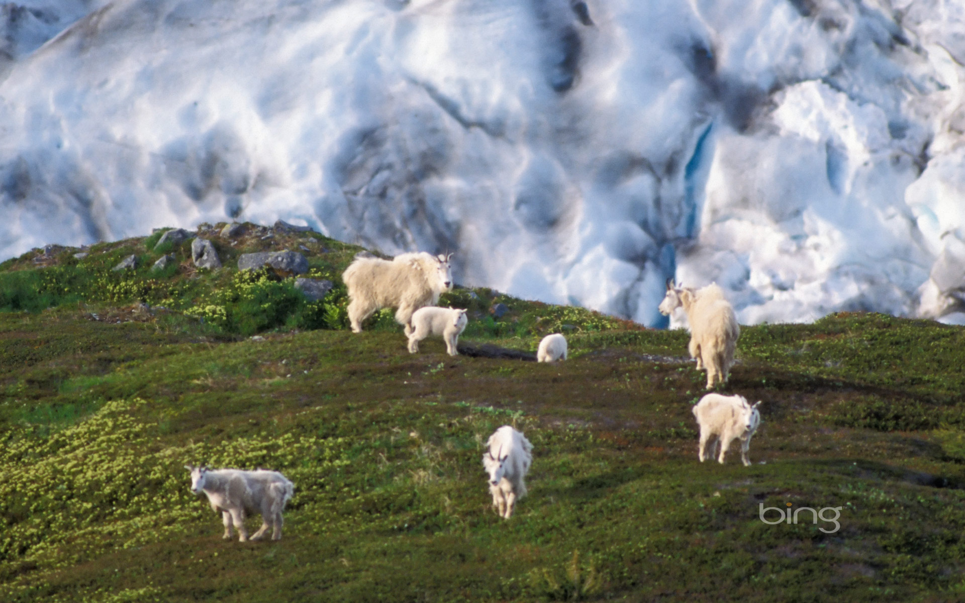 Kenai Fjords National Park Wallpapers