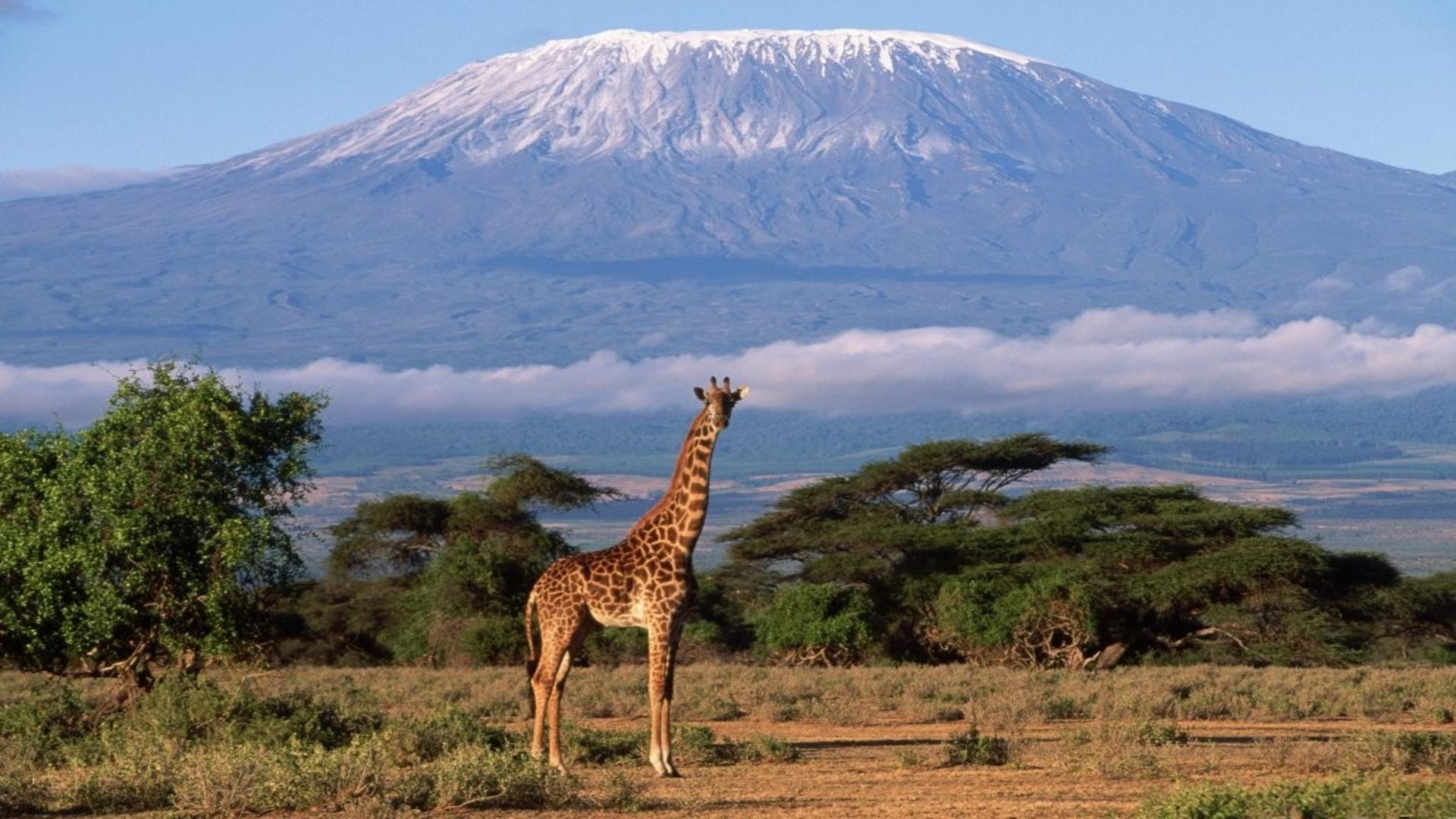 Kilimanjaro Wallpapers