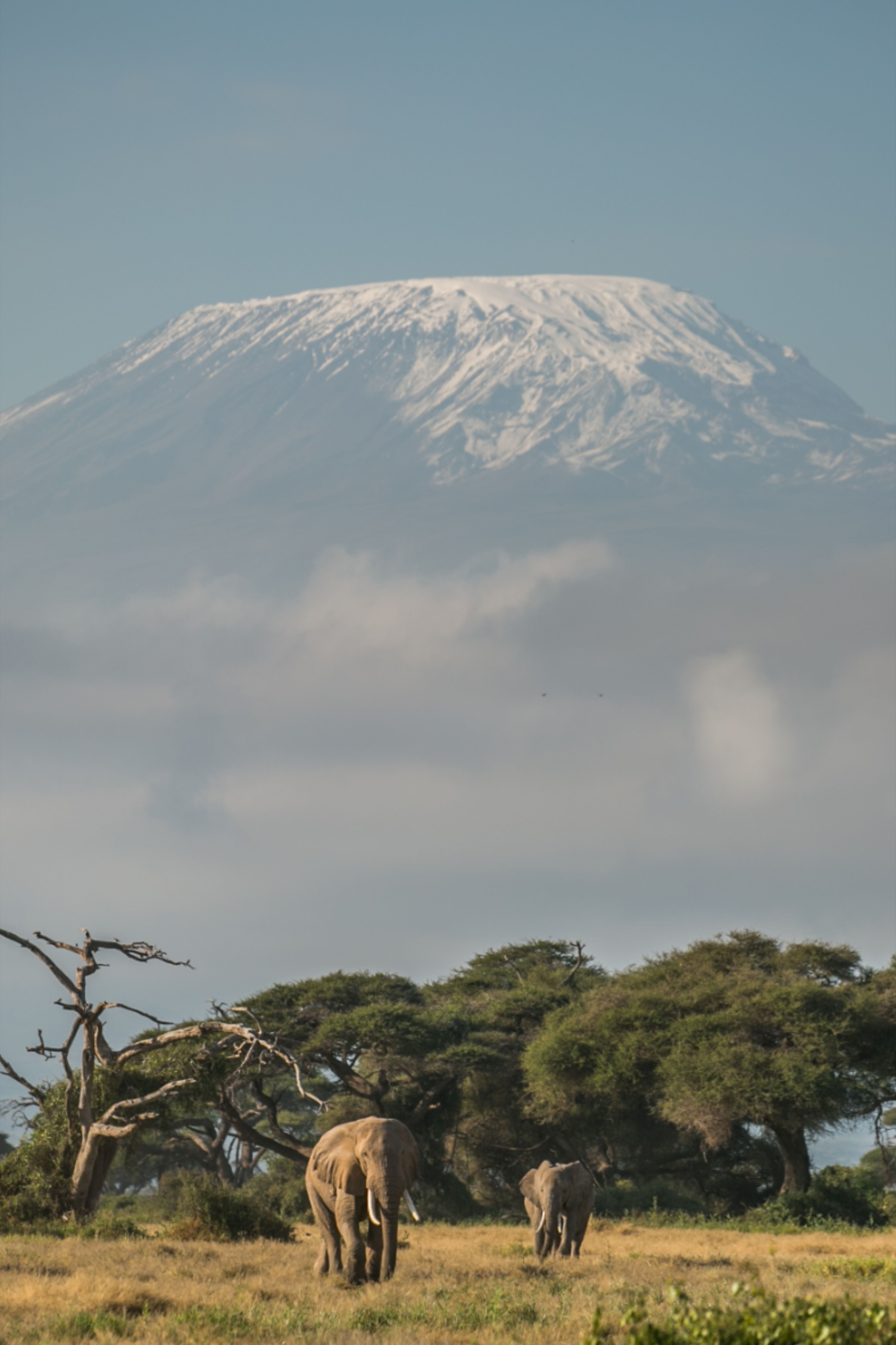 Kilimanjaro Wallpapers