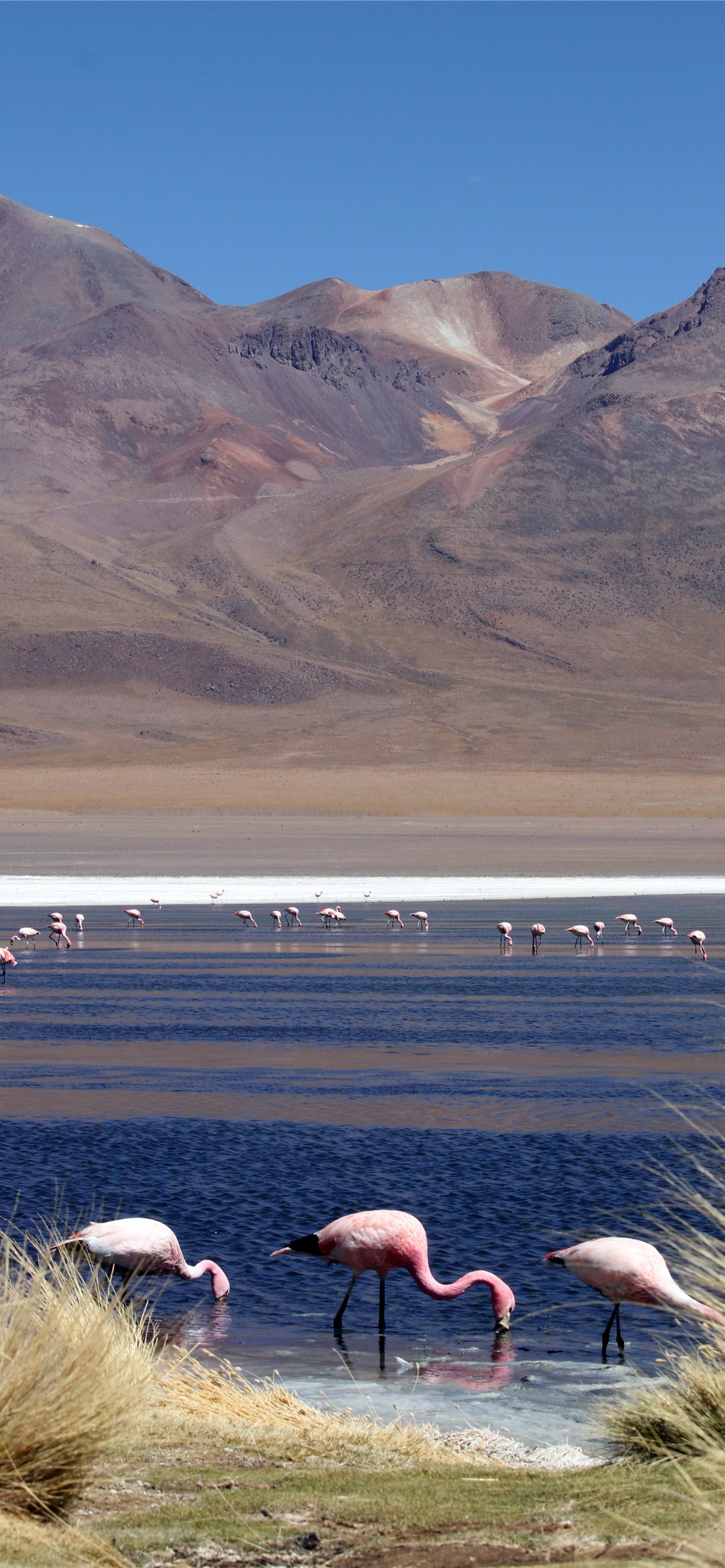 Laguna Colorada Wallpapers