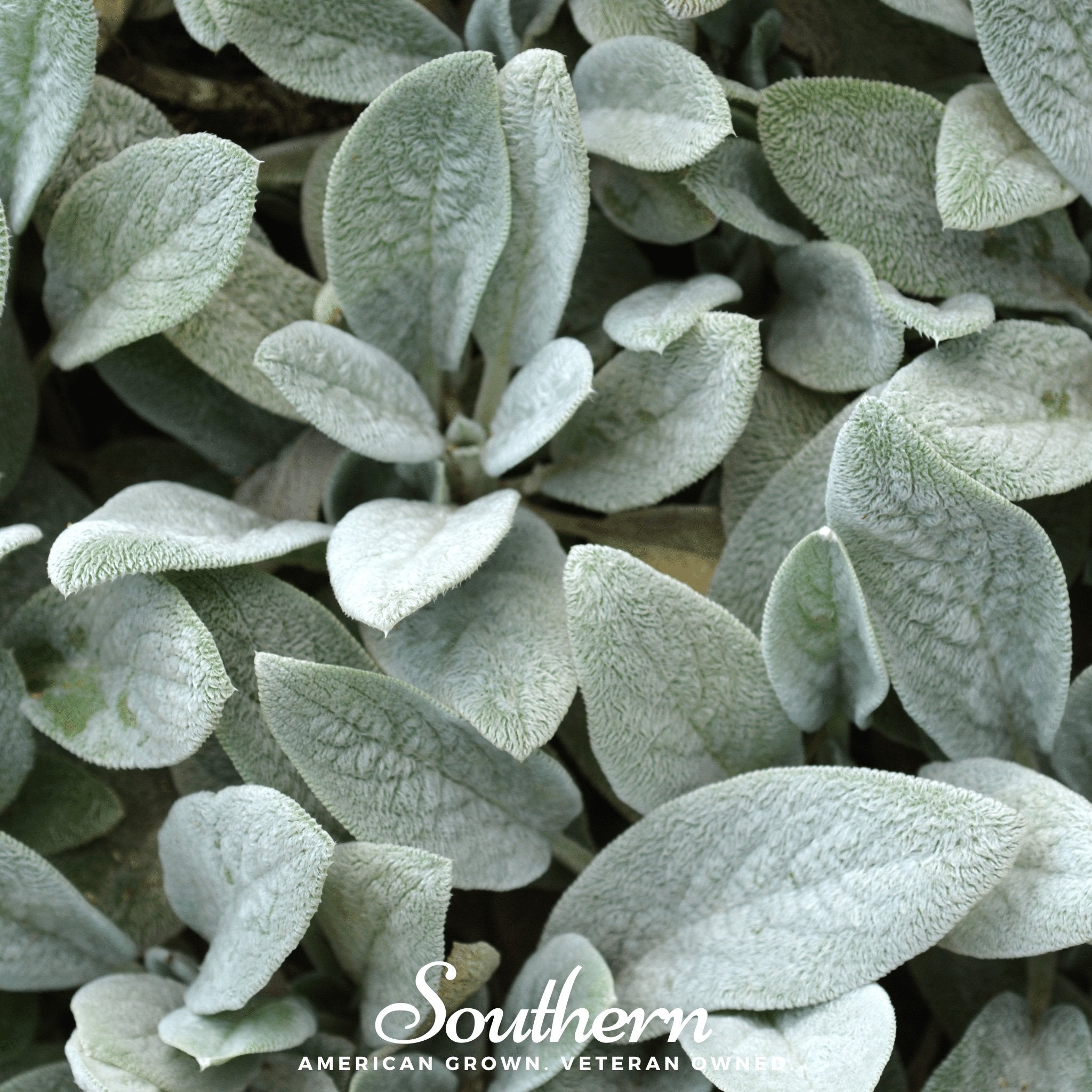 Lamb'S Ear Wallpapers