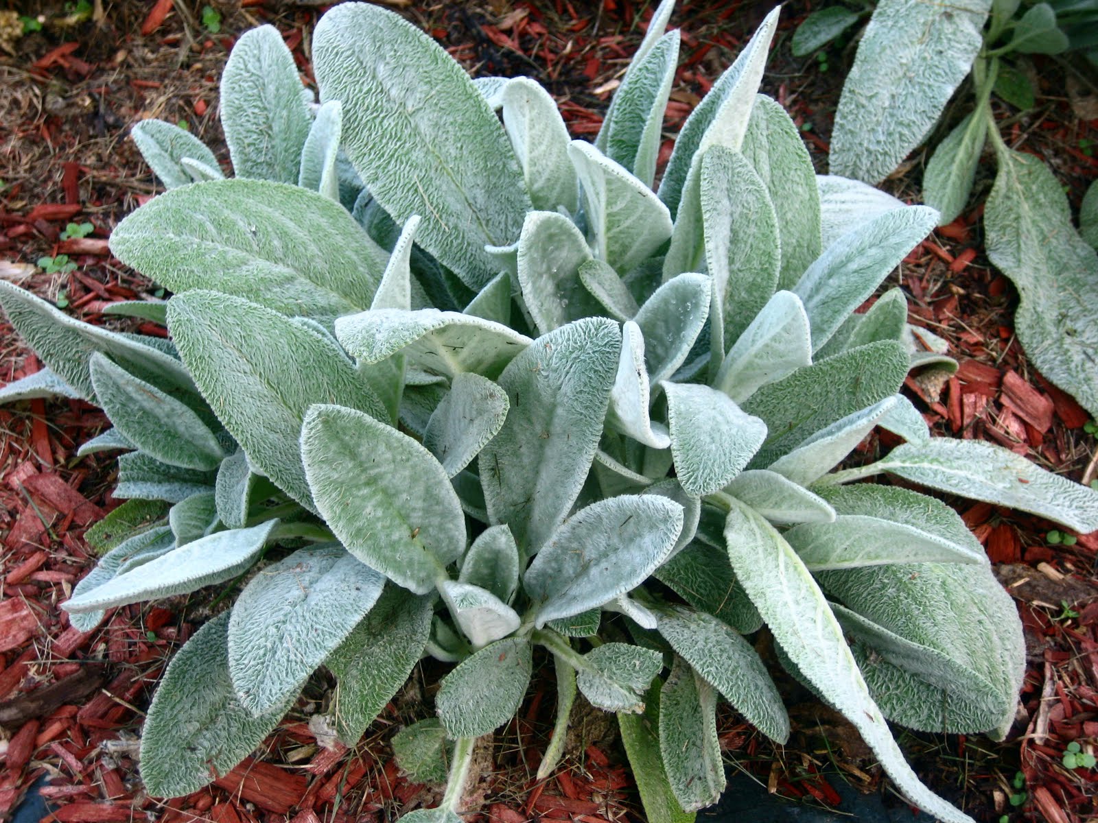 Lamb'S Ear Wallpapers