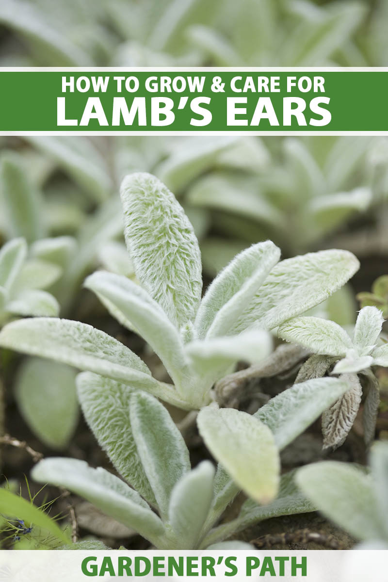 Lamb'S Ear Wallpapers