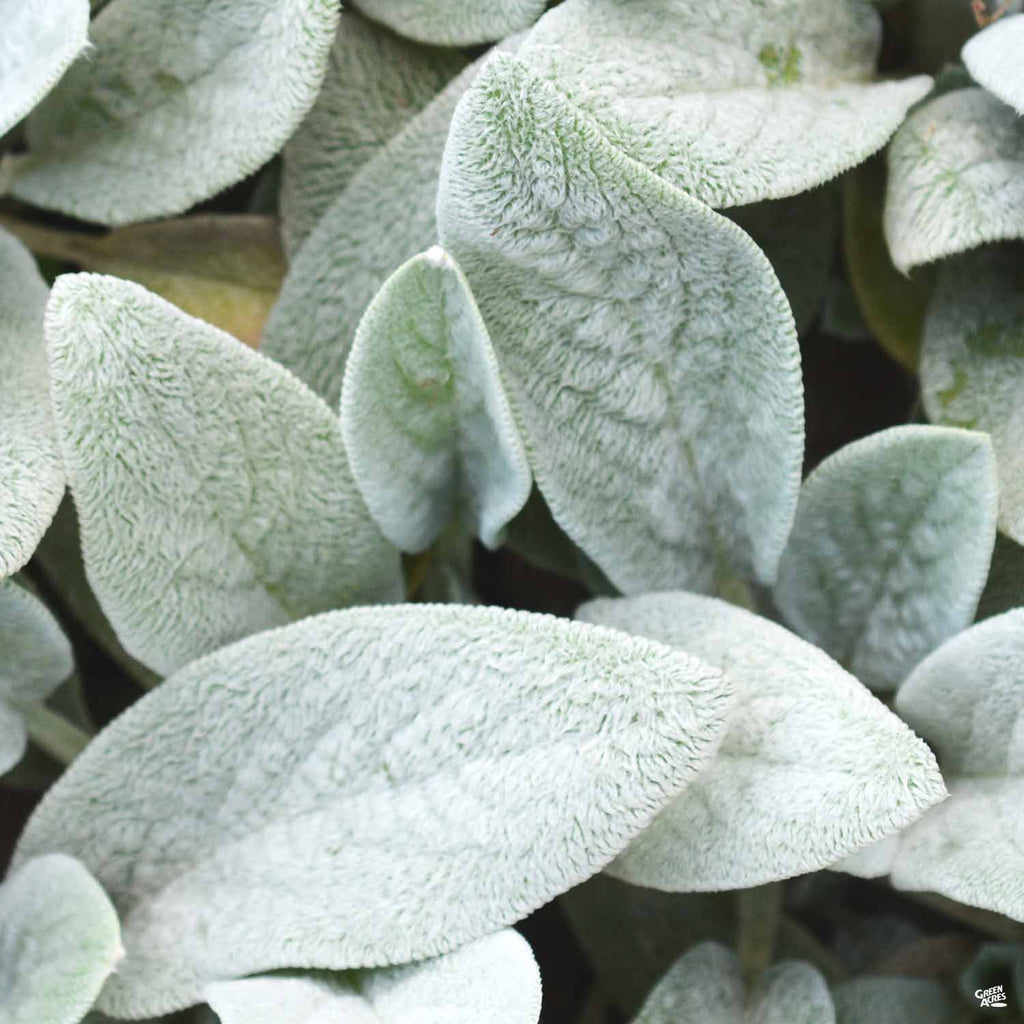 Lamb'S Ear Wallpapers