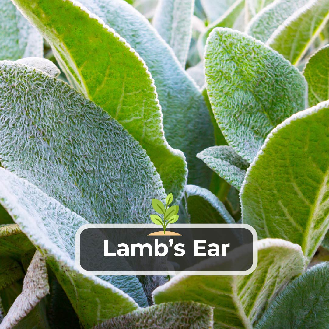 Lamb'S Ear Wallpapers
