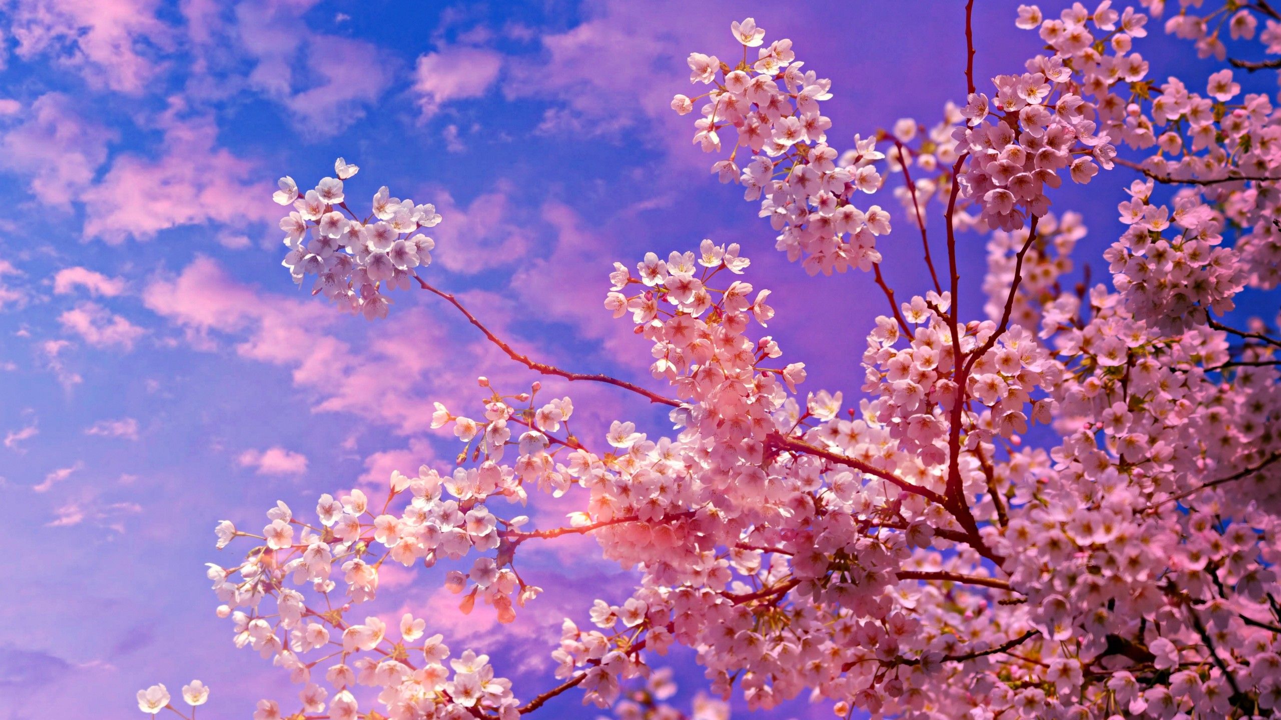 Lava With Cherry Tree Wallpapers