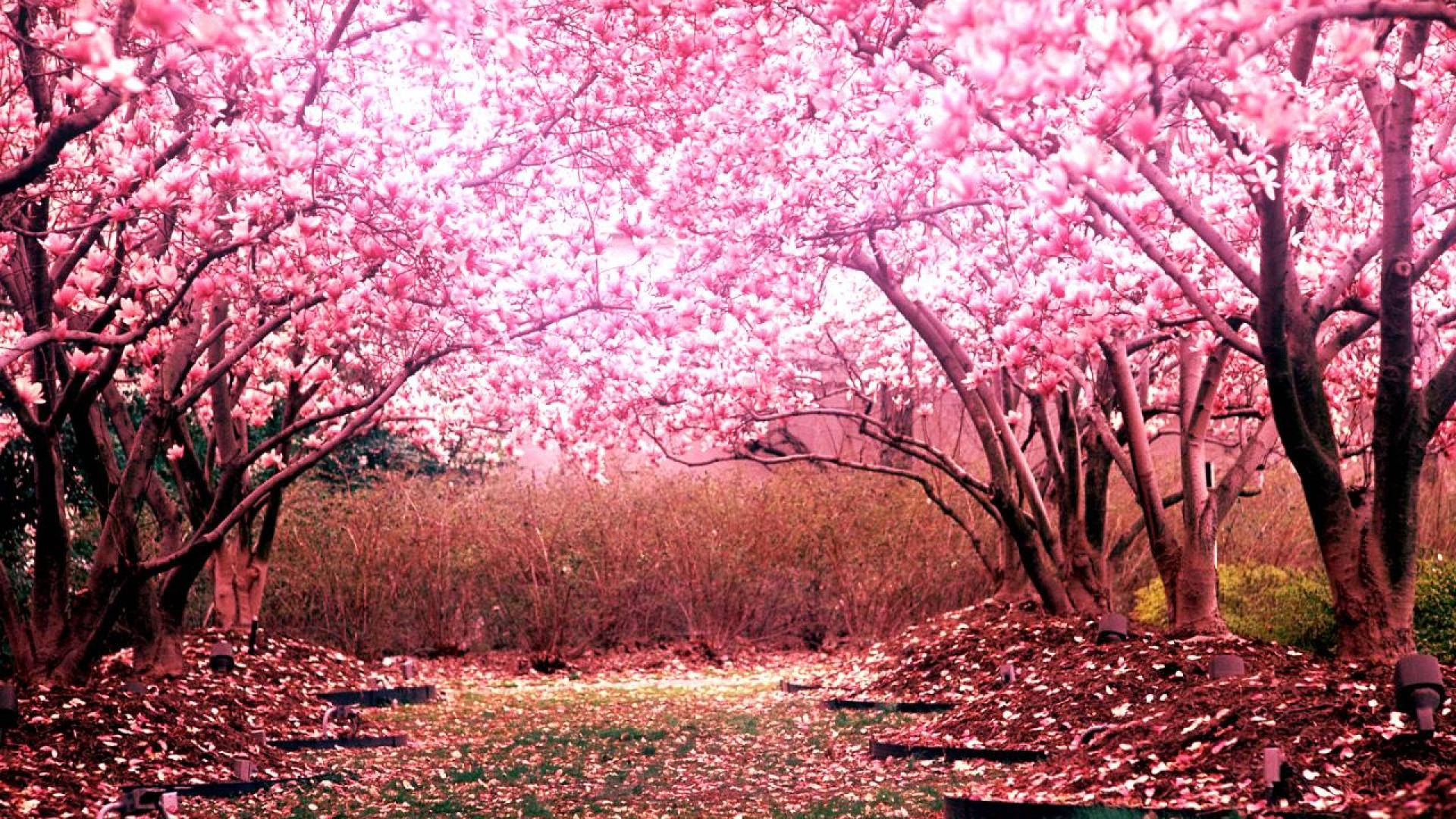 Lava With Cherry Tree Wallpapers