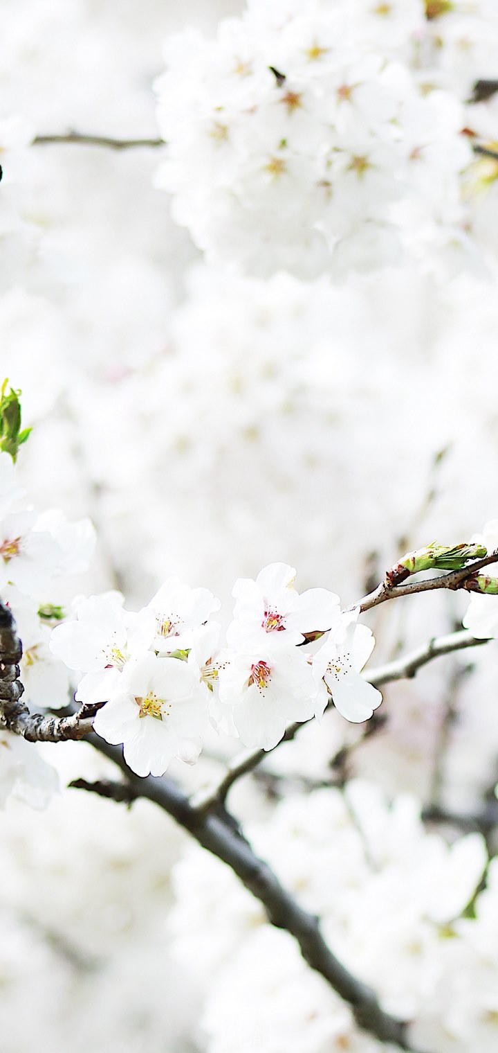 Lava With Cherry Tree Wallpapers