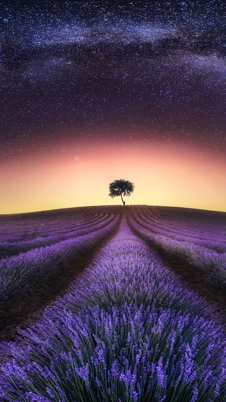 Lavender Field At Night Wallpapers