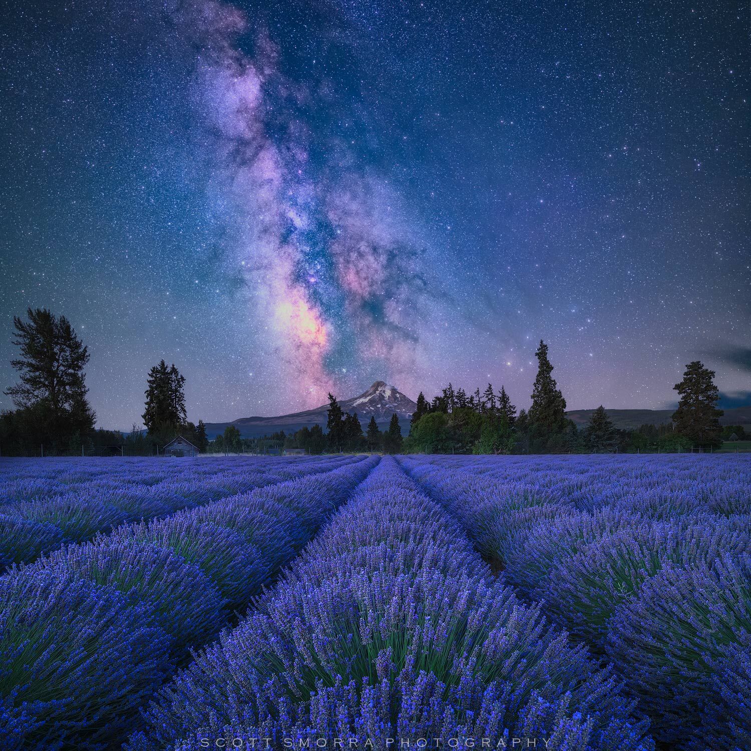 Lavender Field At Night Wallpapers