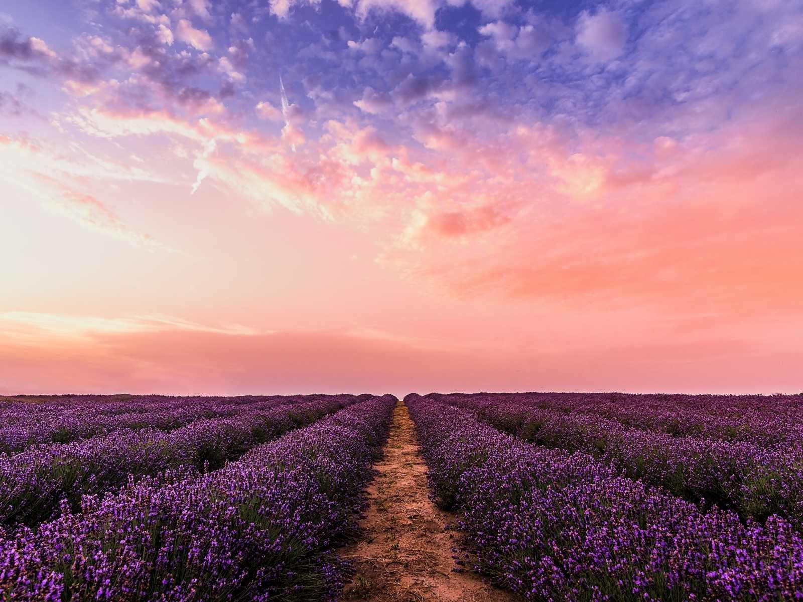 Lavender Field At Night Wallpapers