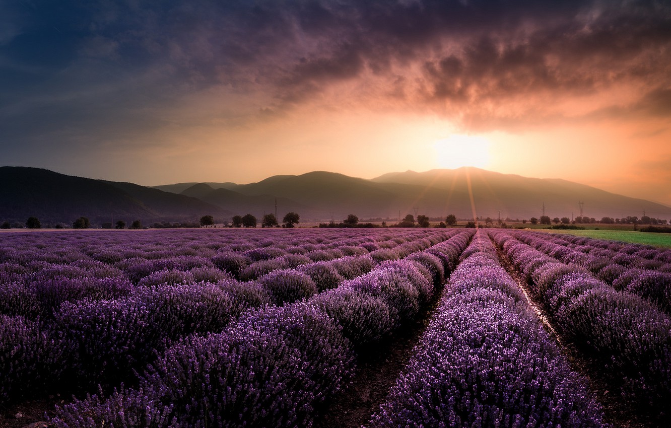 Lavender Field At Night Wallpapers