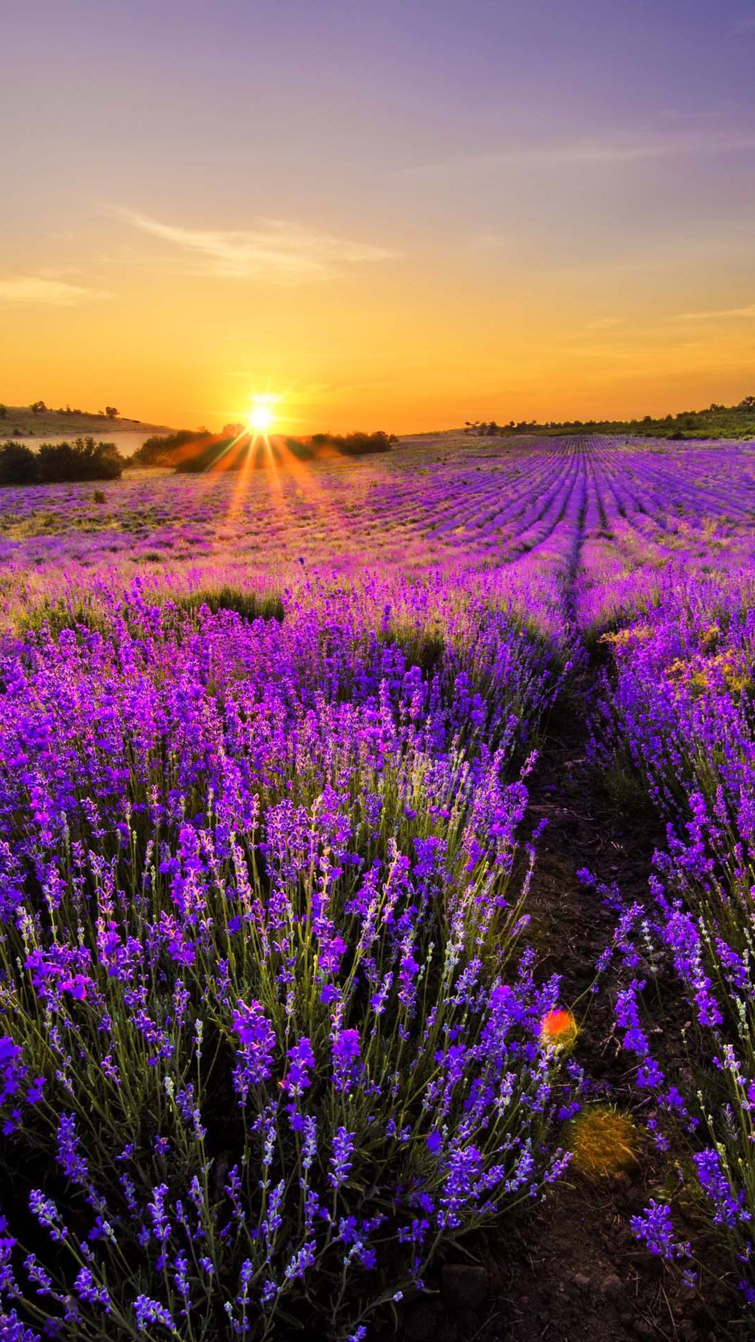 Lavender Field At Night Wallpapers