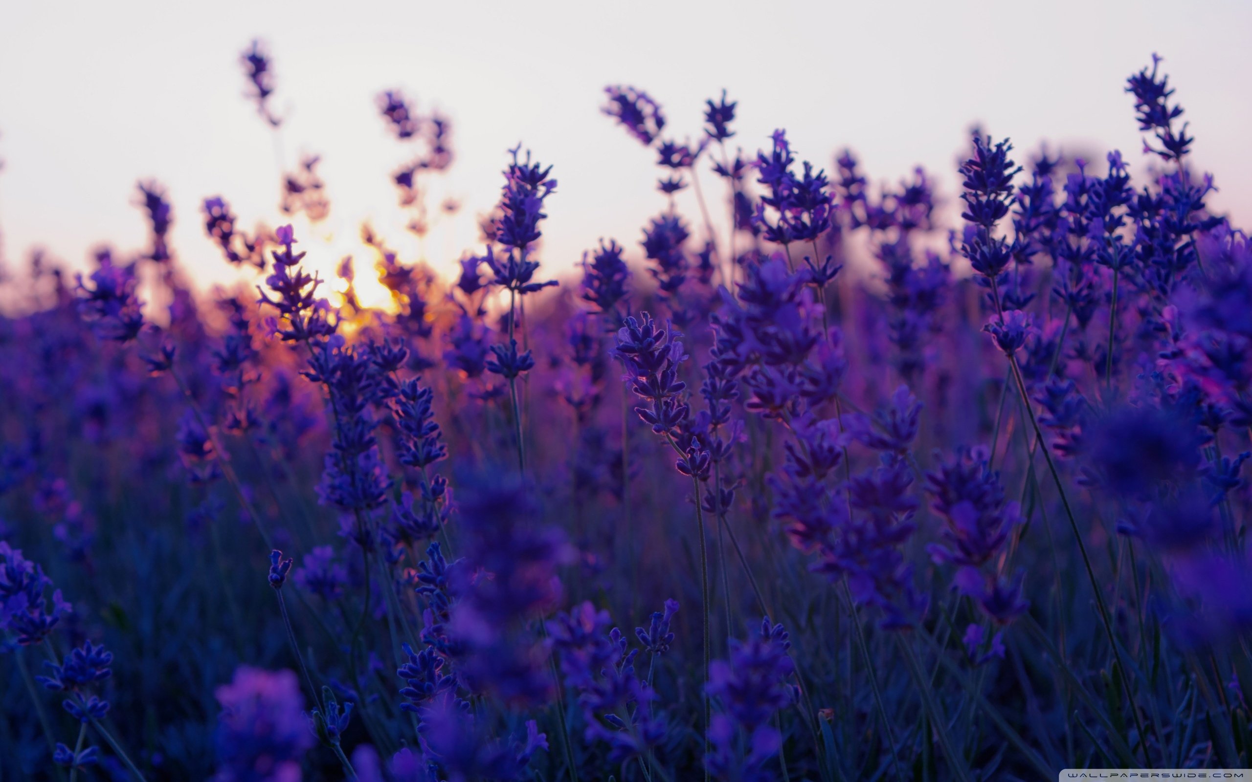 Lavender Field At Night Wallpapers