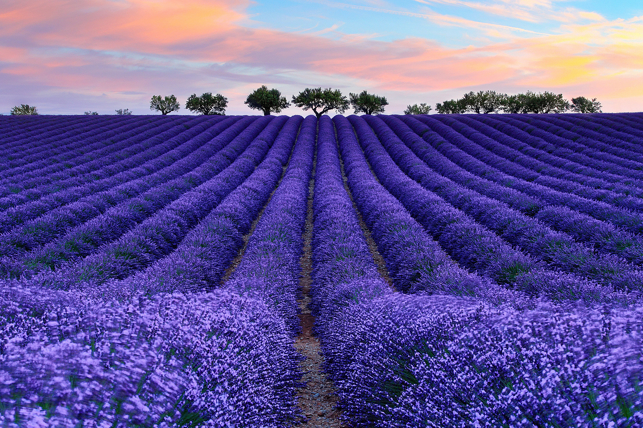 Lavender Field At Night Wallpapers