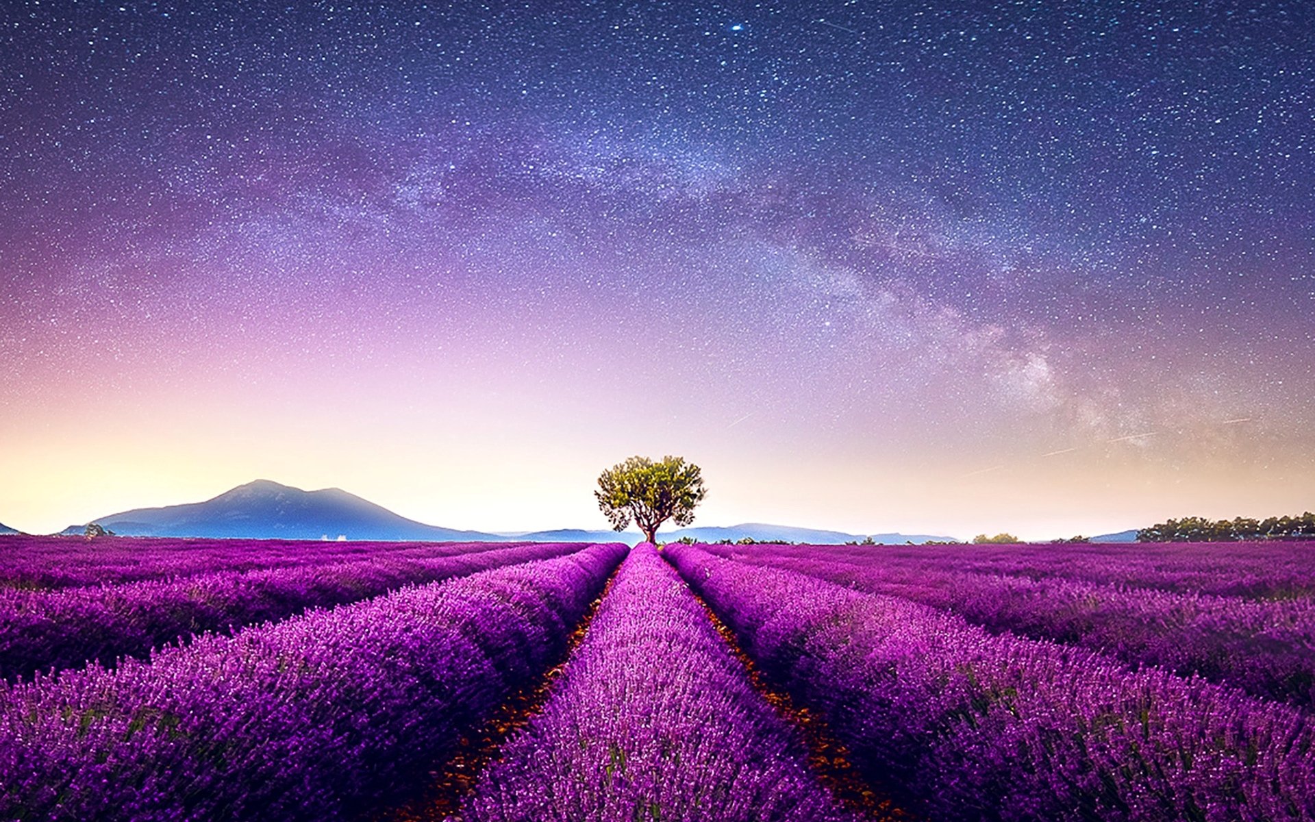 Lavender Field At Night Wallpapers