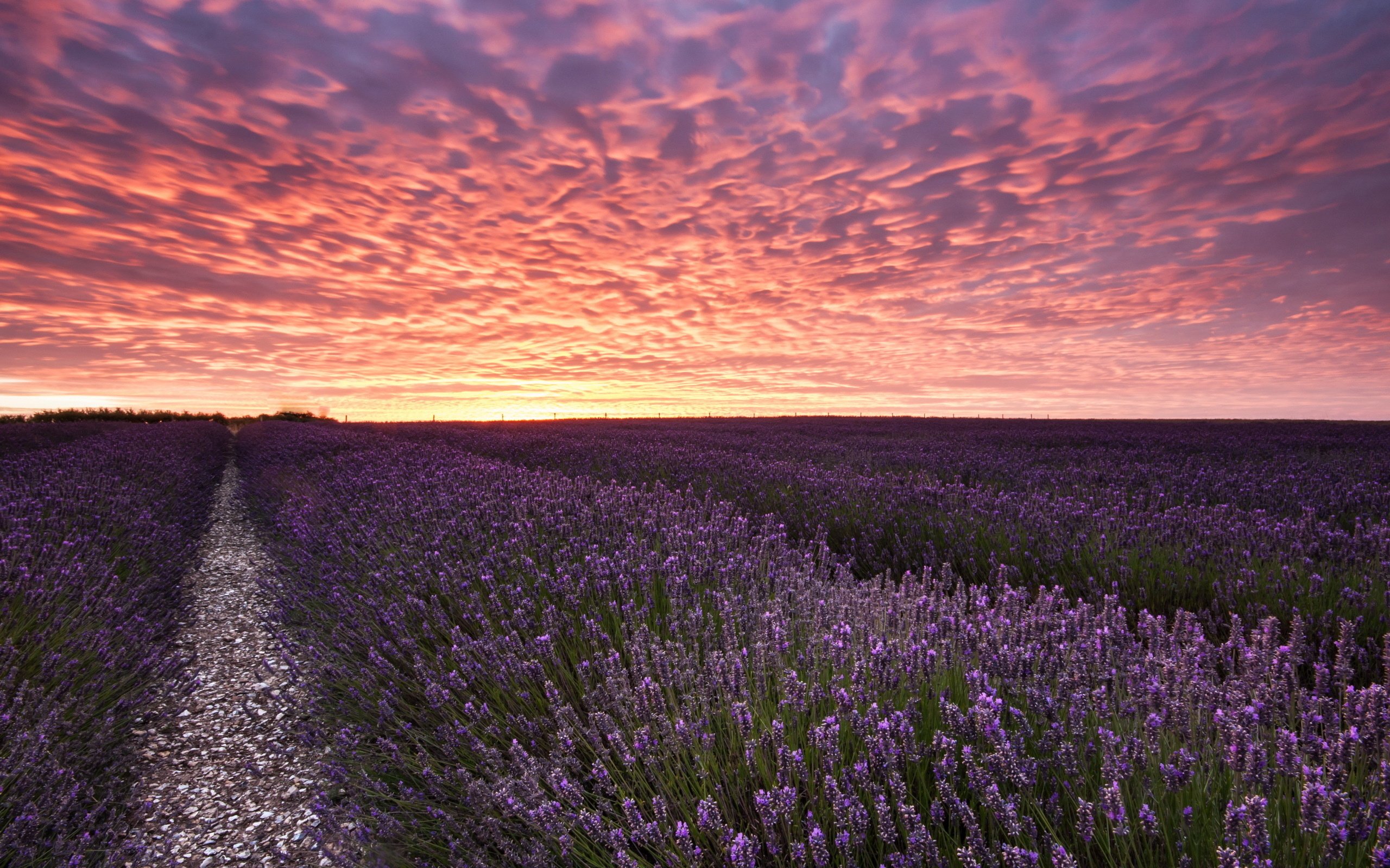 Lavender Field At Night Wallpapers