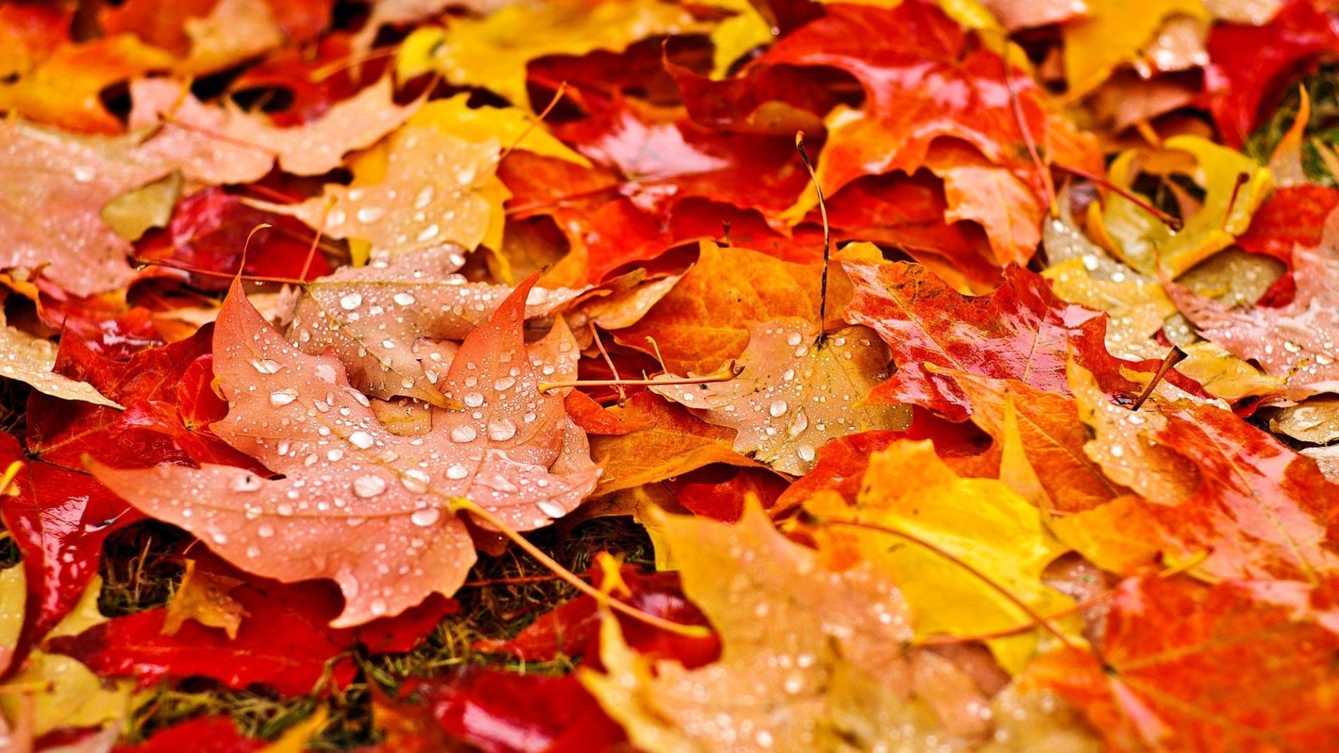 Leaf Autumn Wallpapers