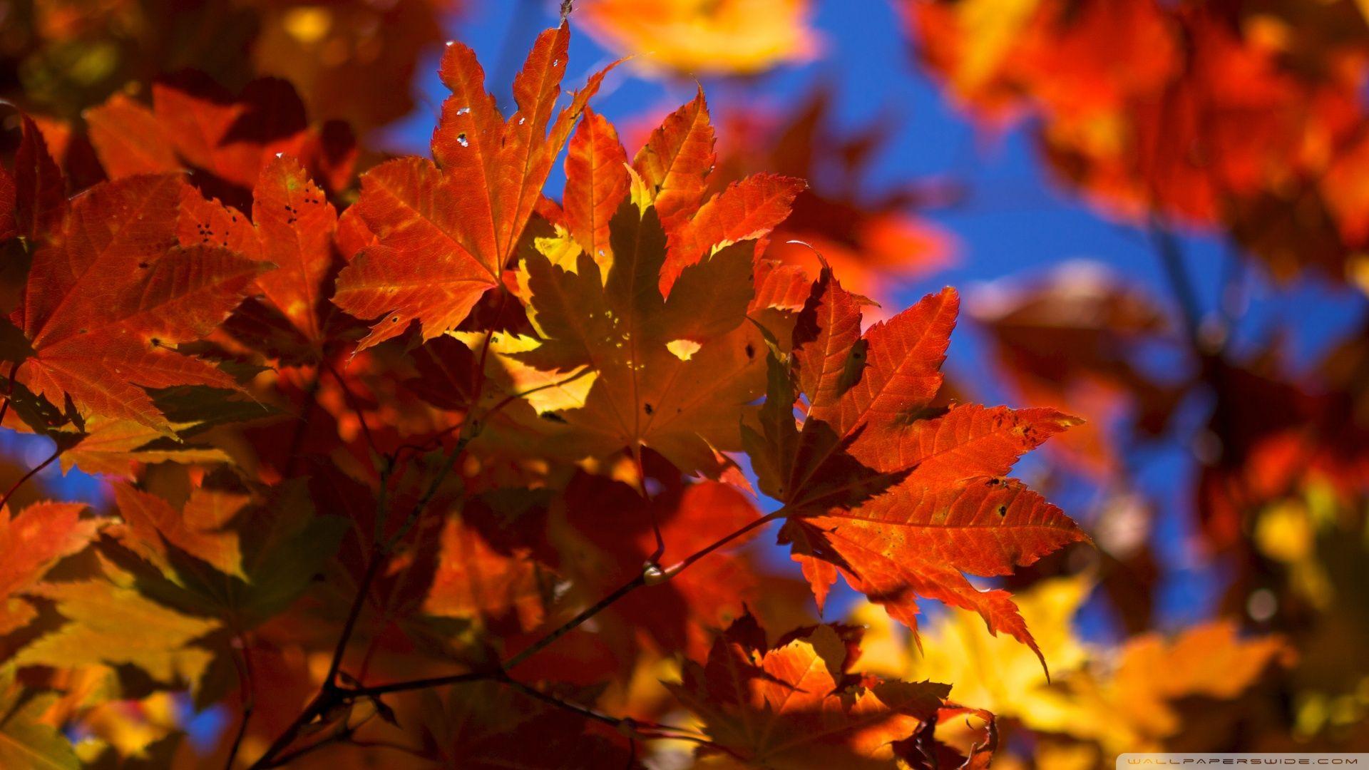 Leaf Autumn Wallpapers