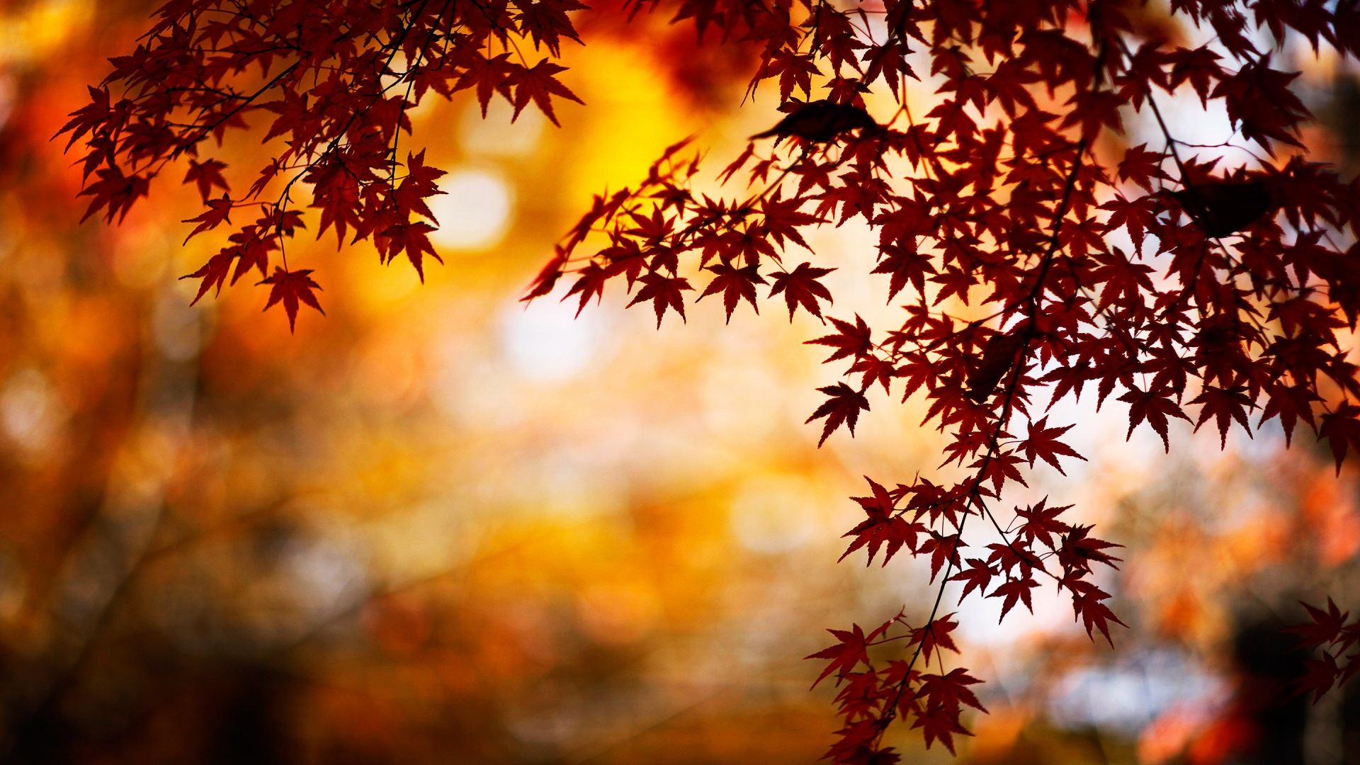 Leaf Autumn Wallpapers