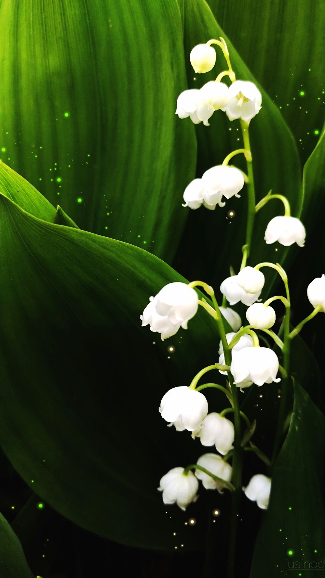 Lily Of The Valley Wallpapers