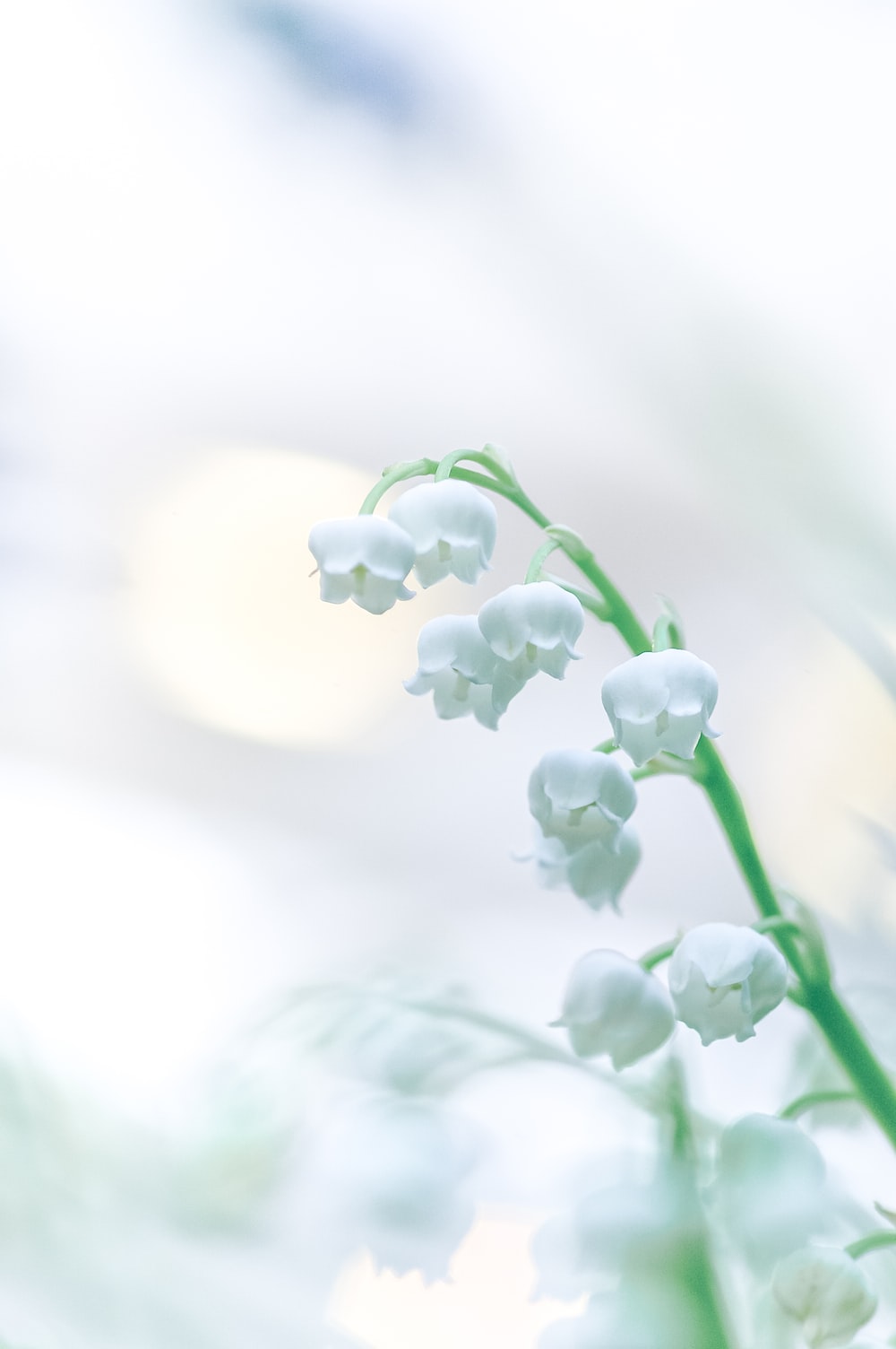 Lily Of The Valley Wallpapers