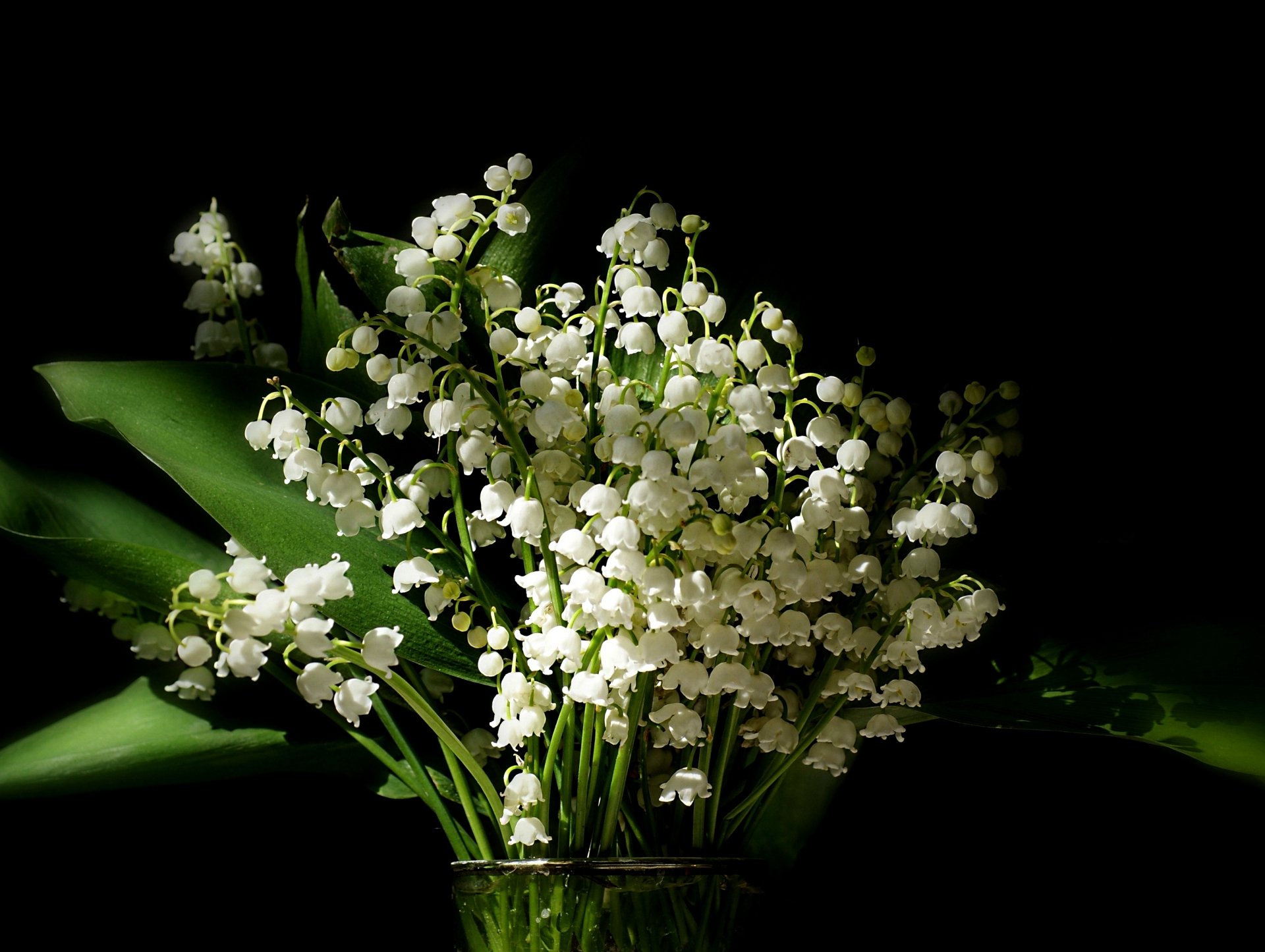 Lily Of The Valley Wallpapers