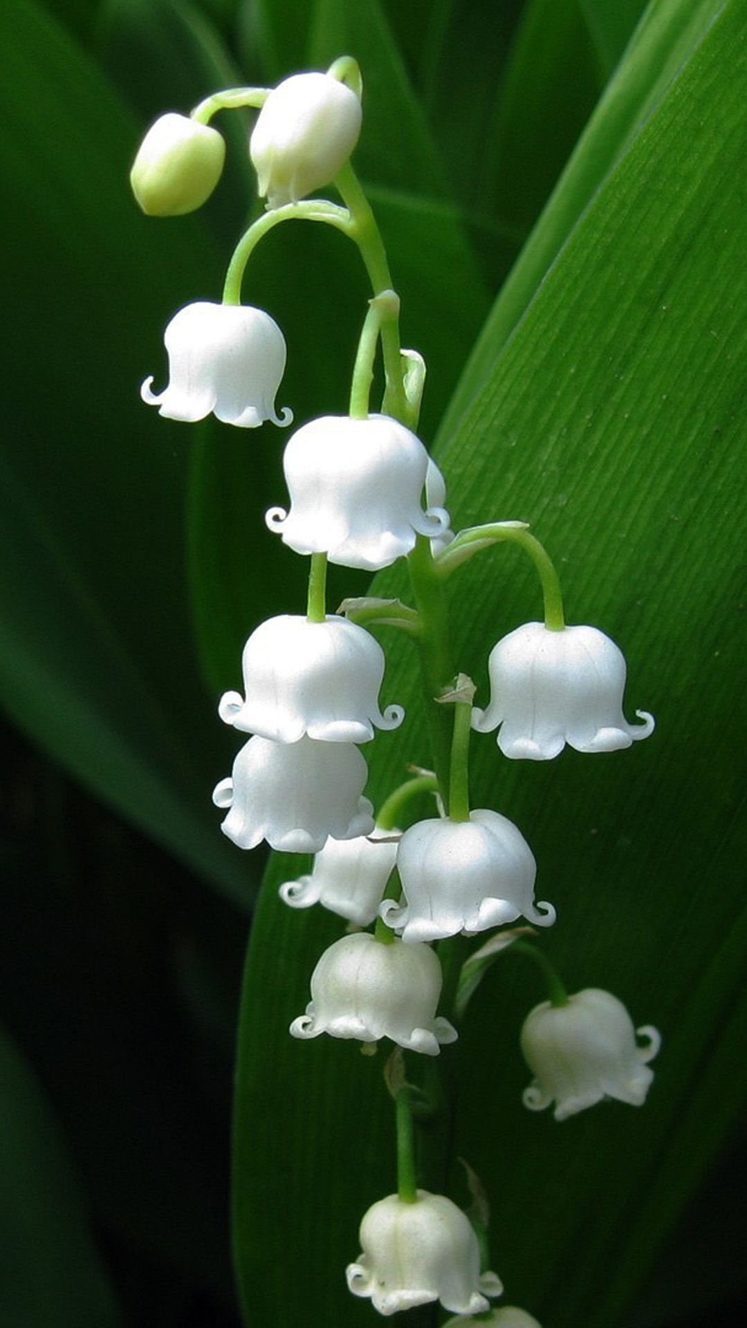 Lily Of The Valley Wallpapers