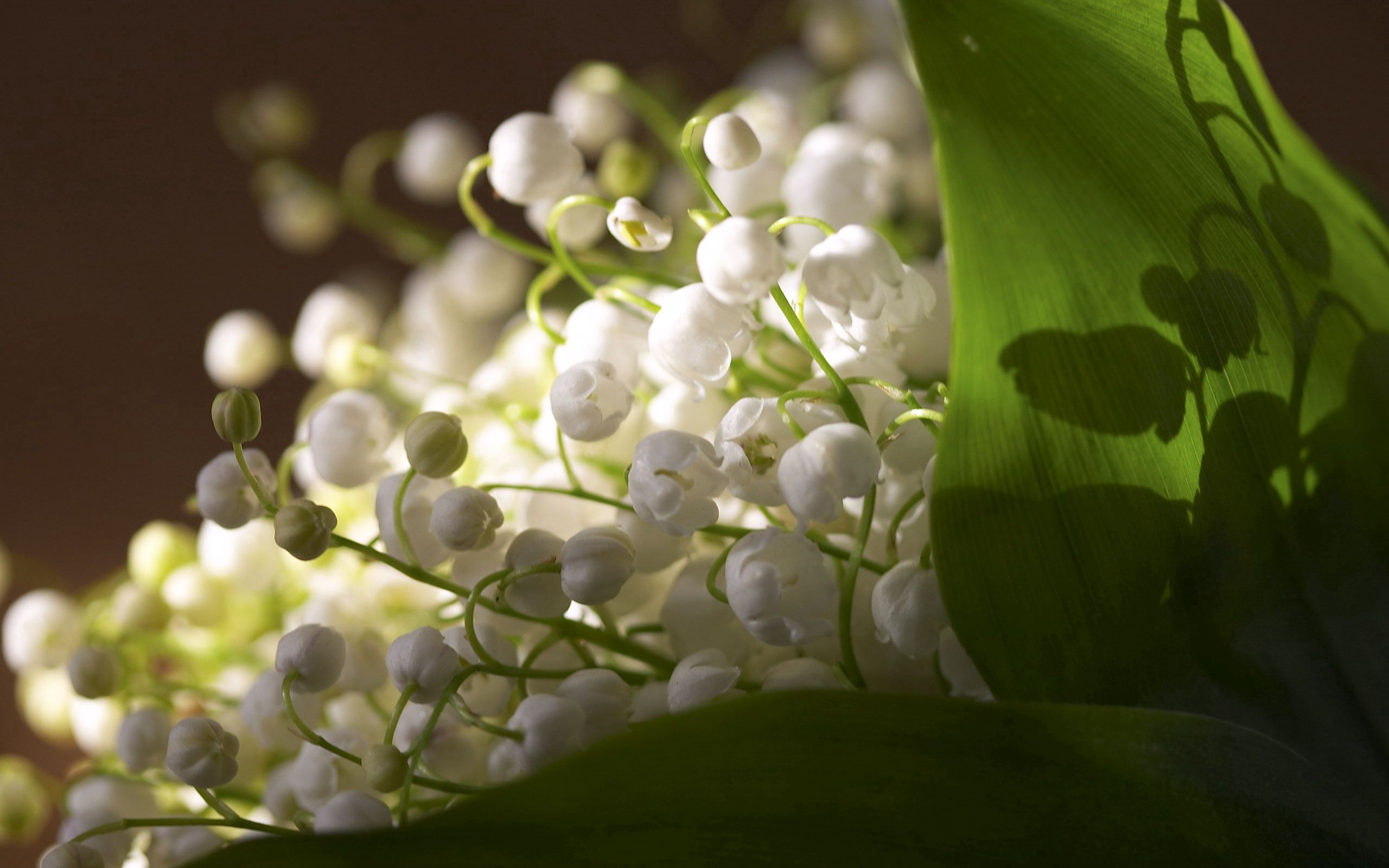 Lily Of The Valley Wallpapers