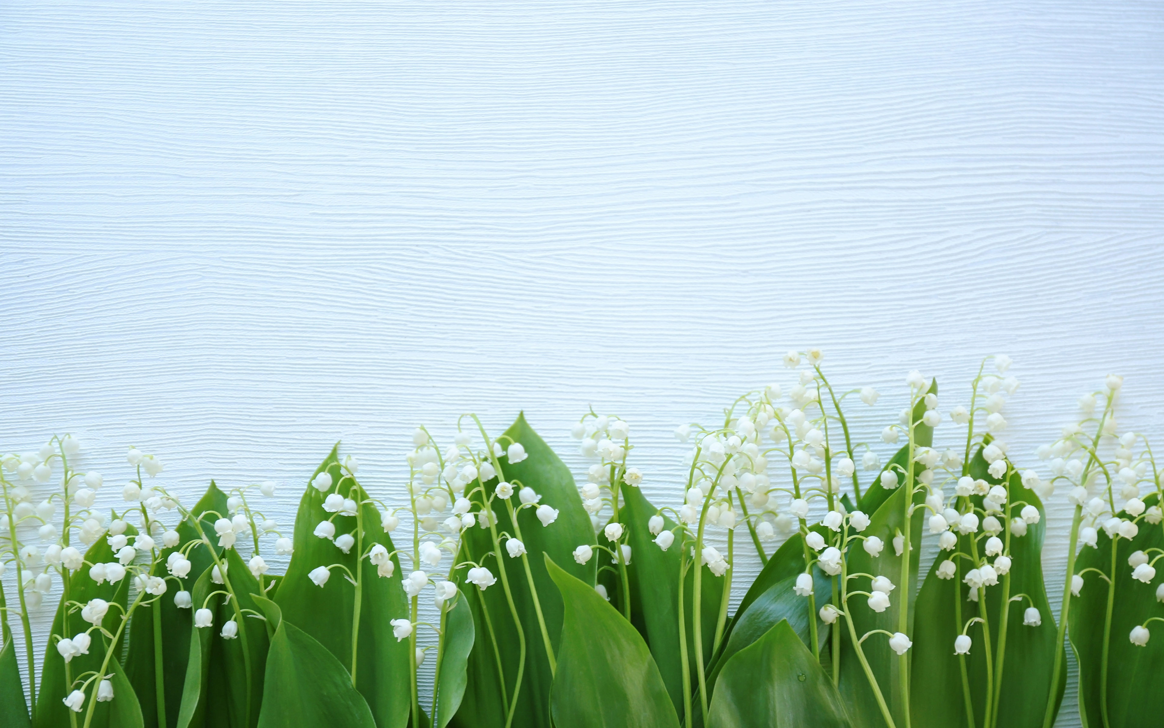 Lily Of The Valley Wallpapers