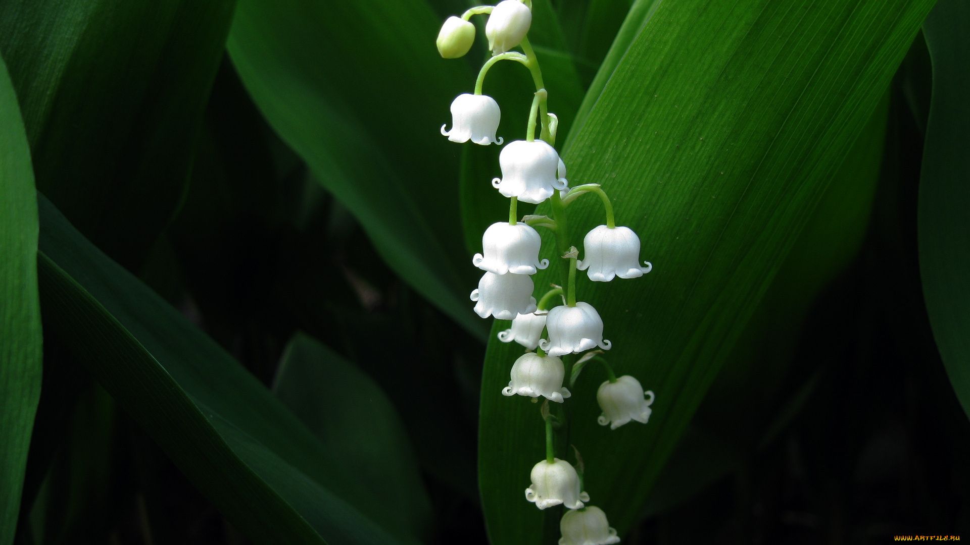 Lily Of The Valley Wallpapers