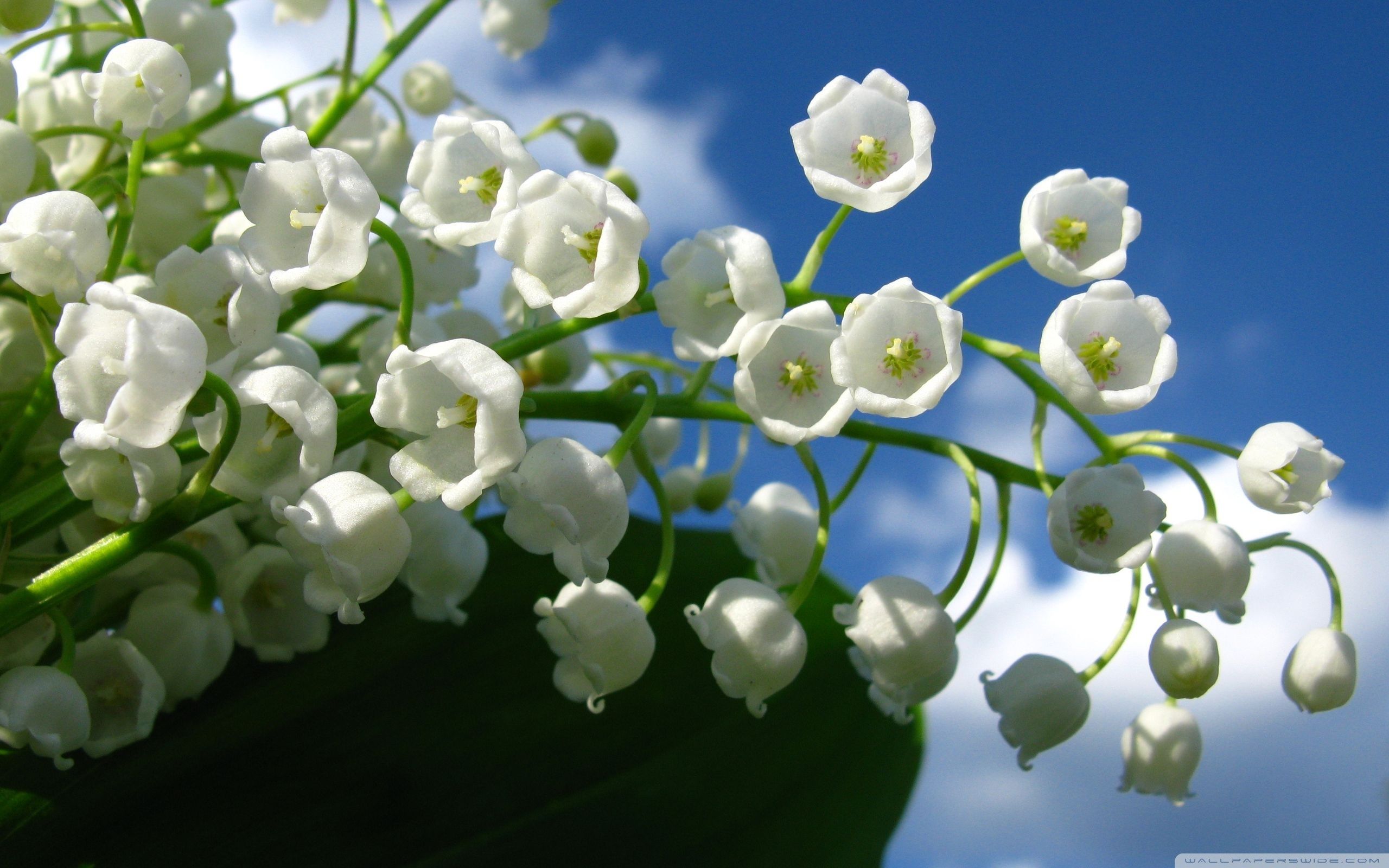 Lily Of The Valley Wallpapers