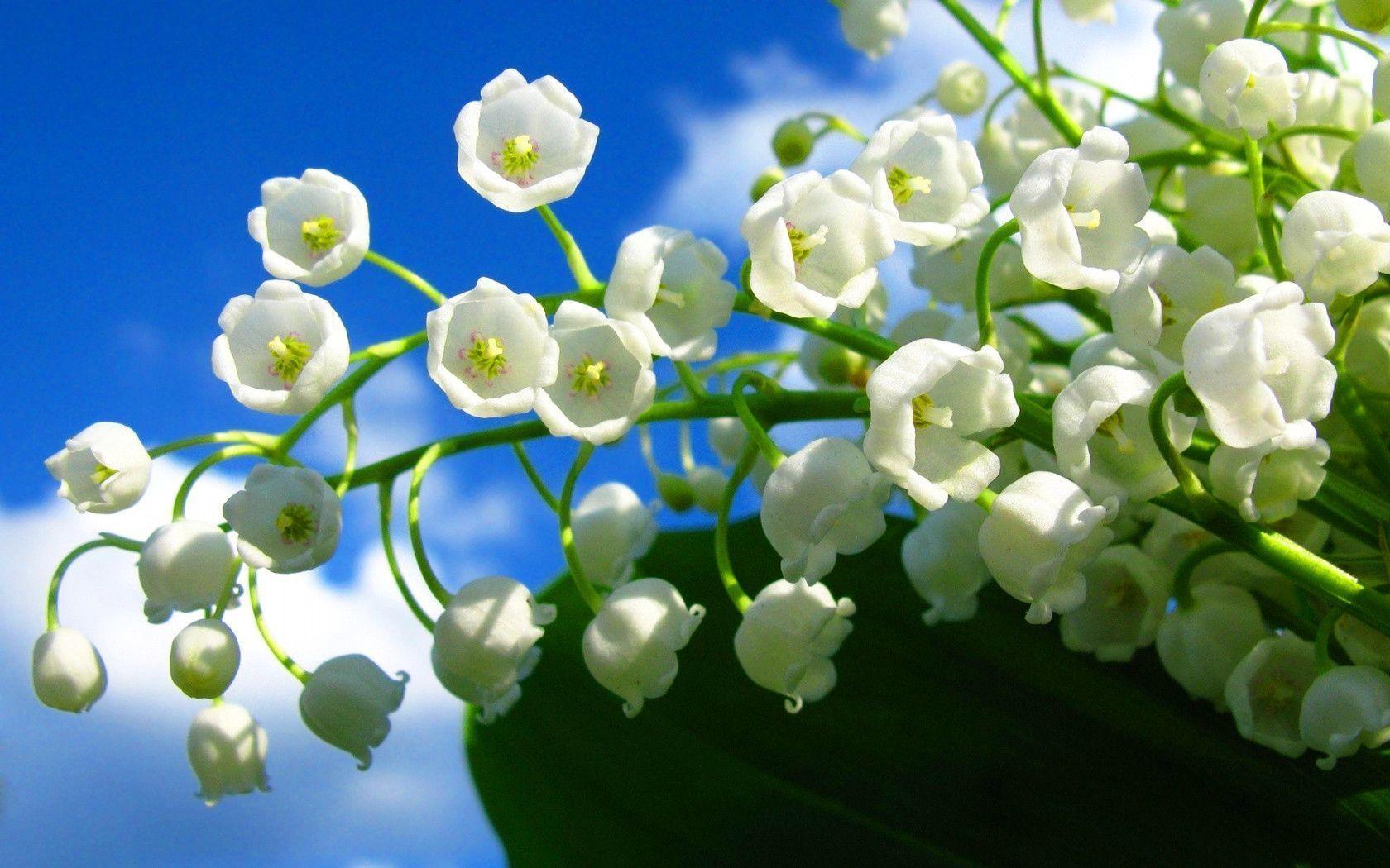 Lily Of The Valley Wallpapers