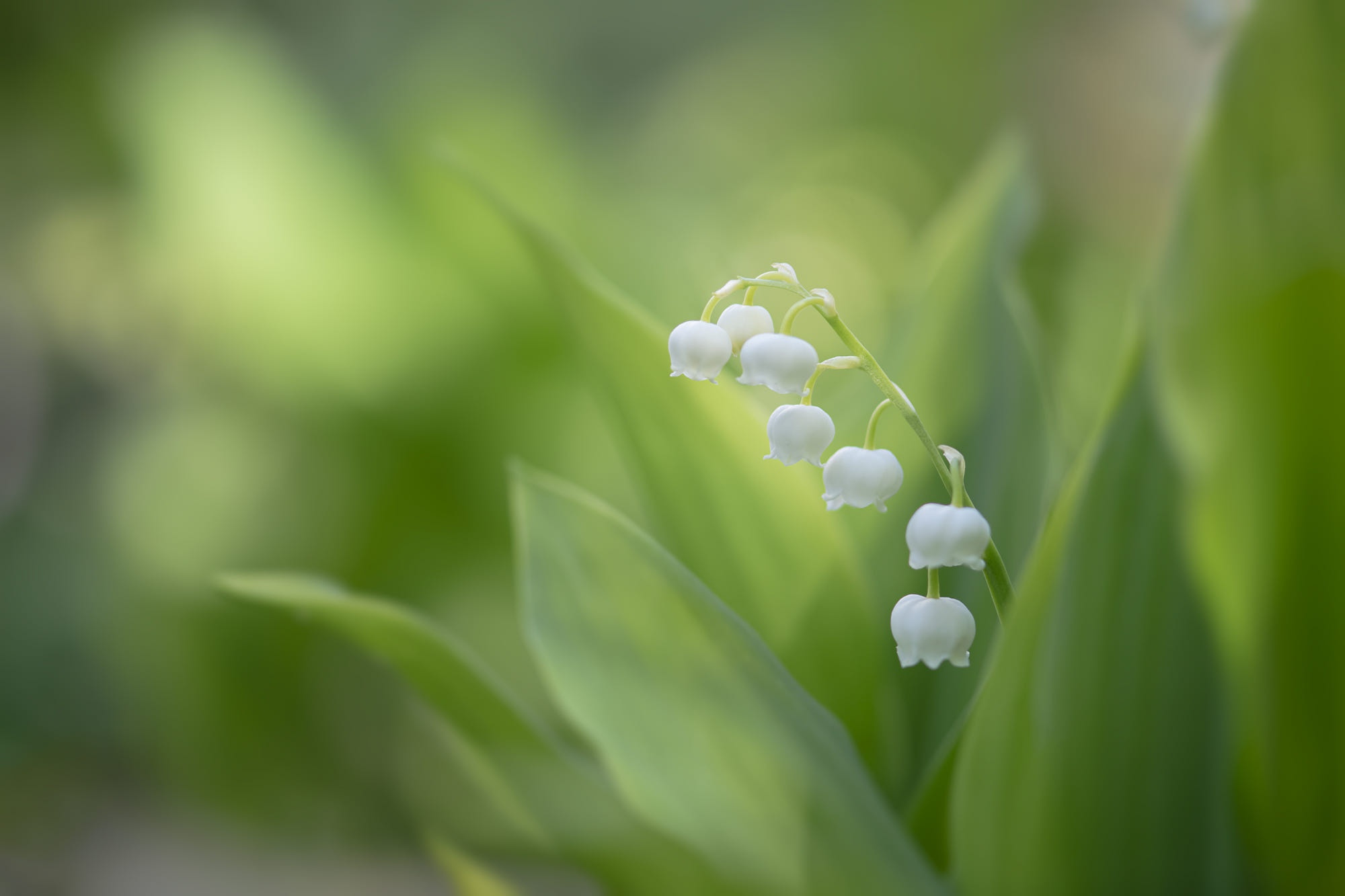 Lily Of The Valley Wallpapers