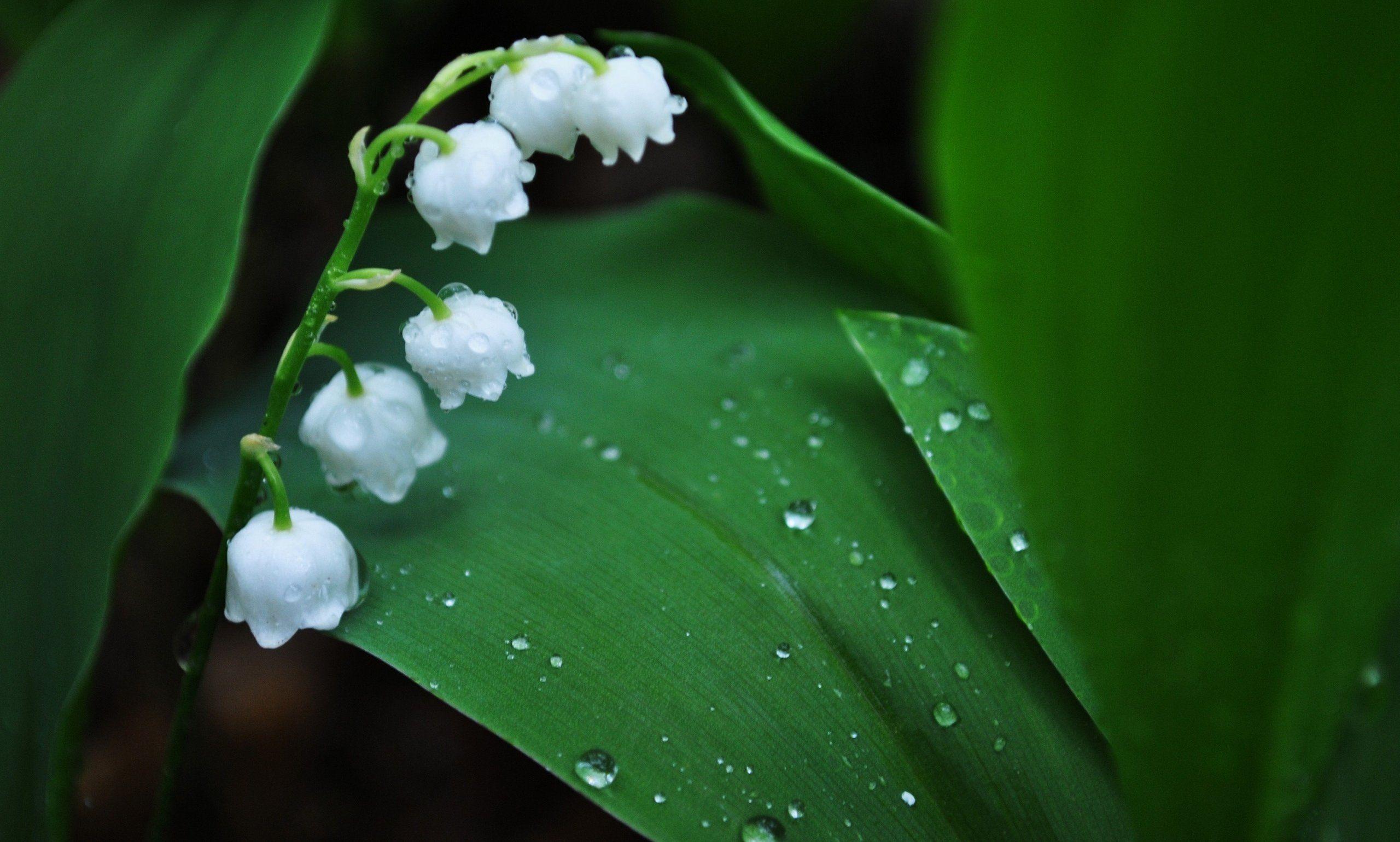 Lily Of The Valley Wallpapers