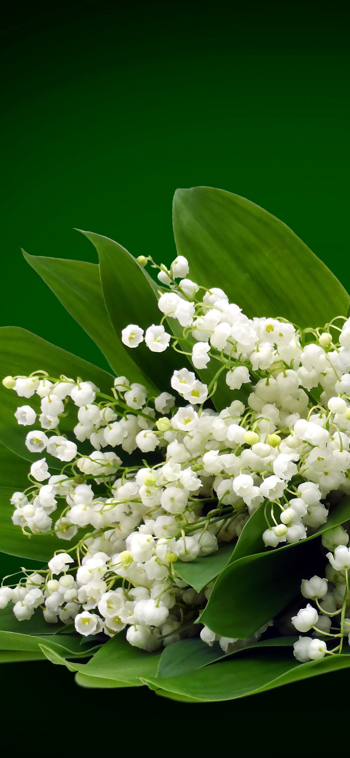 Lily Of The Valley Wallpapers