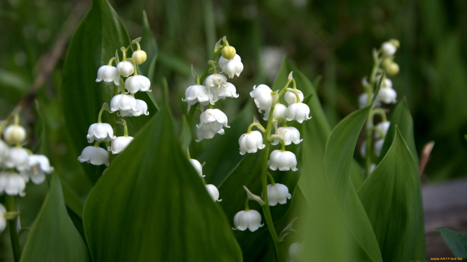 Lily Of The Valley Wallpapers