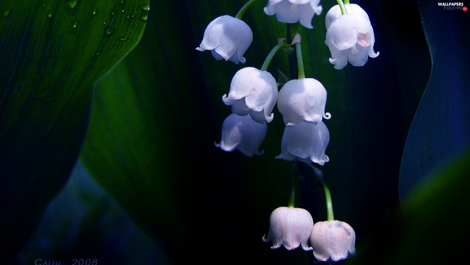 Lily Of The Valley Wallpapers