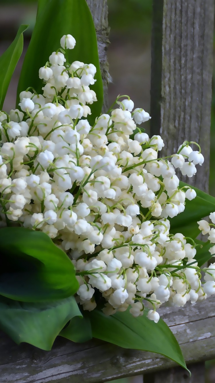 Lily Of The Valley Wallpapers