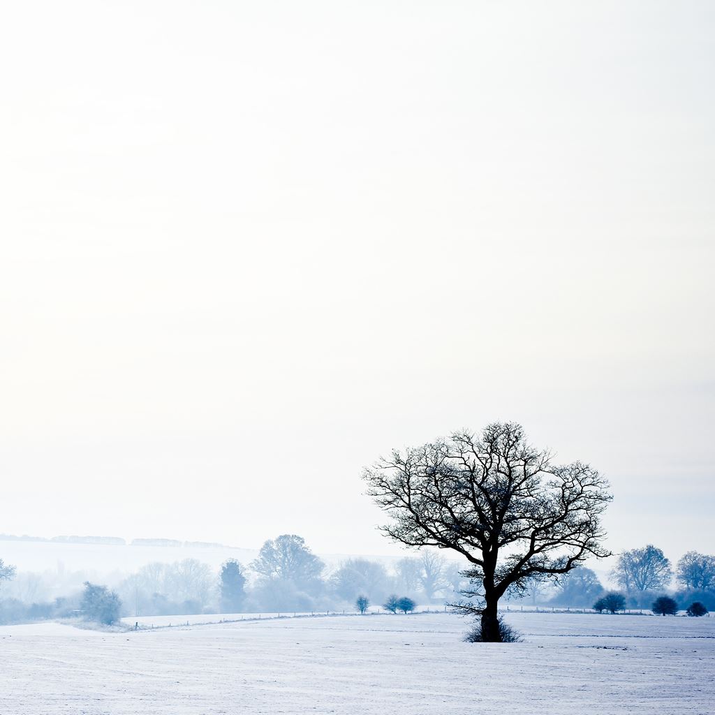 Lonely Tree In Snow Field Wallpapers