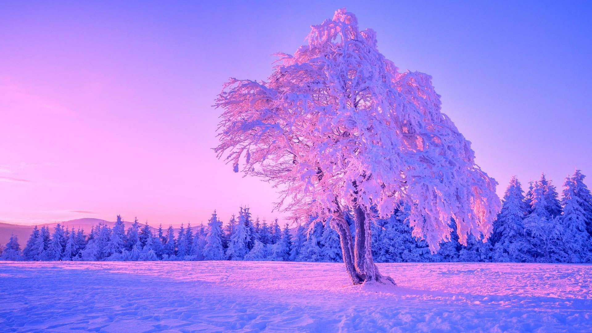 Lonely Tree In Snow Field Wallpapers