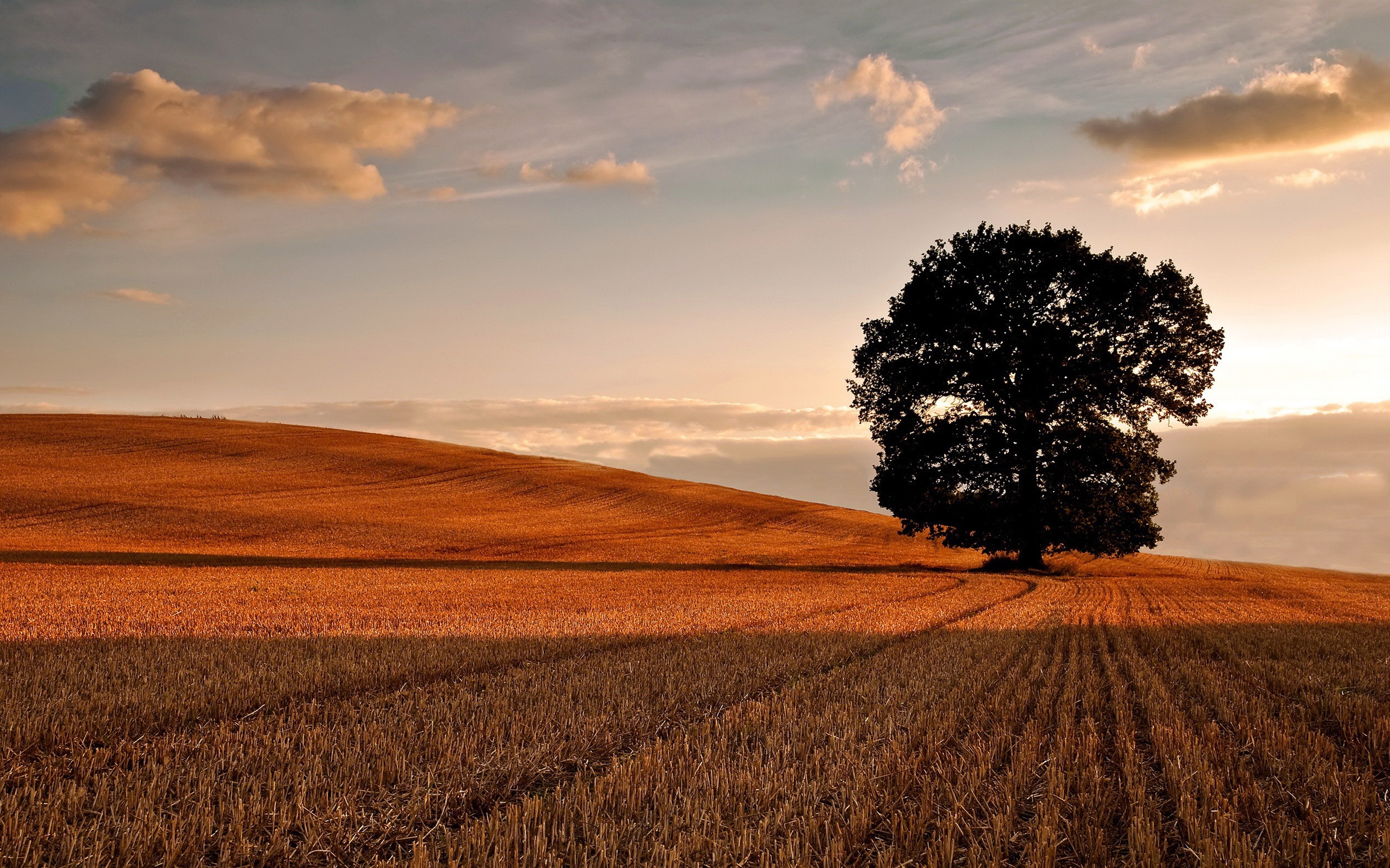 Lonely Tree In Snow Field Wallpapers