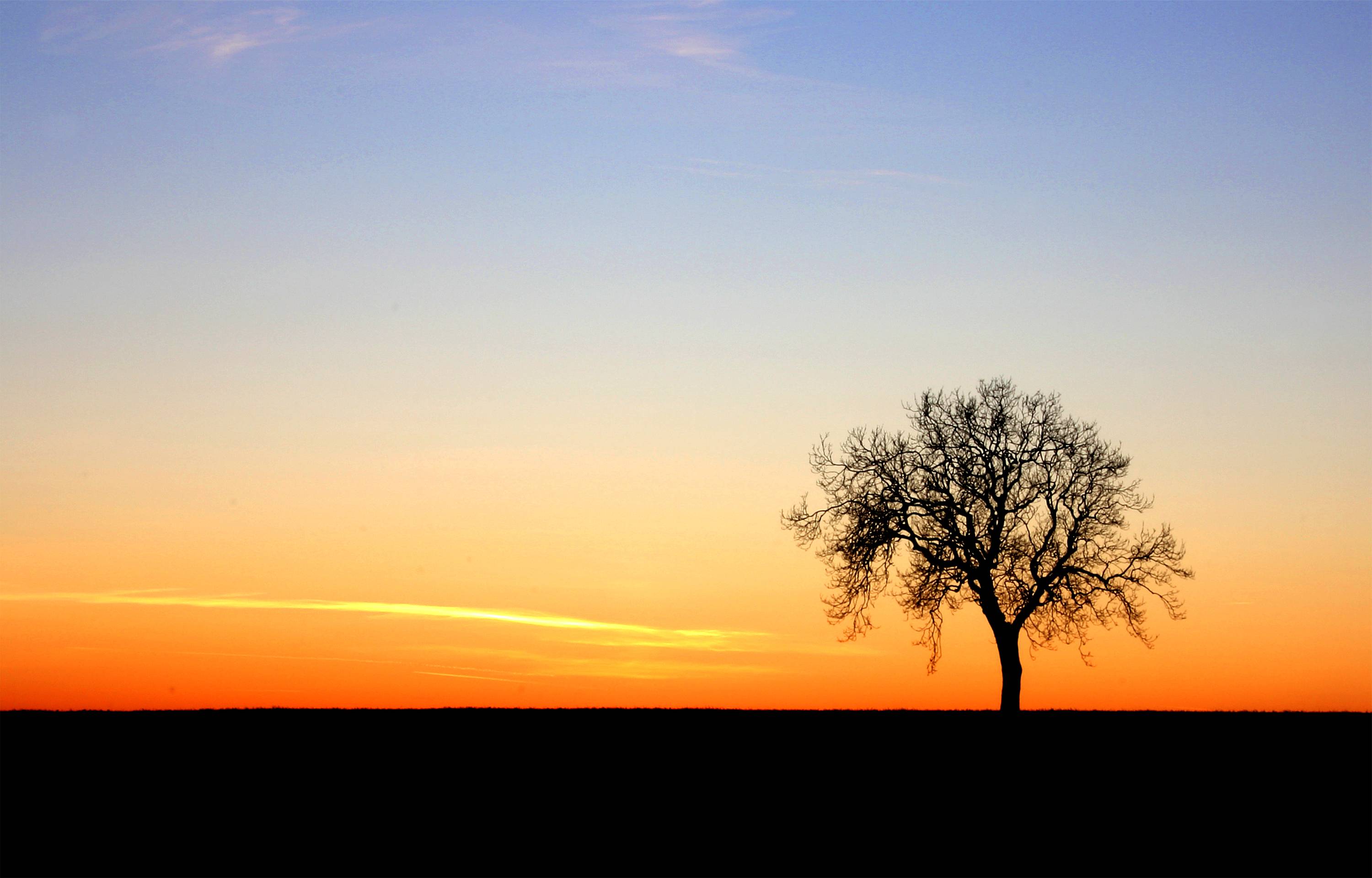 Lonely Tree Orange Sky Wallpapers