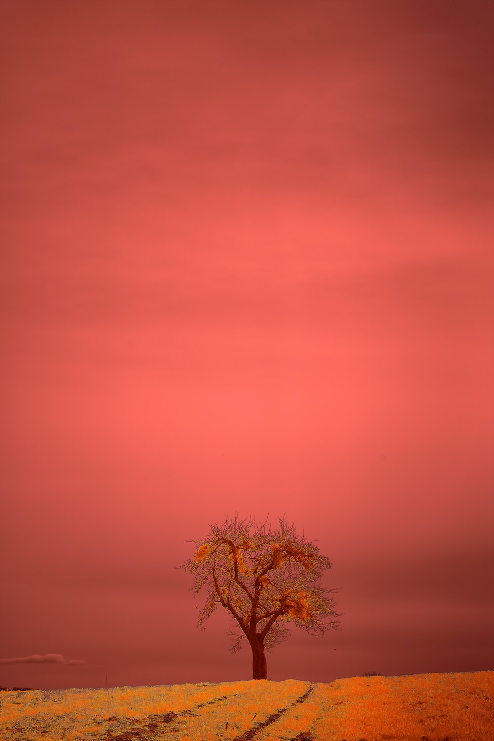 Lonely Tree Orange Sky Wallpapers