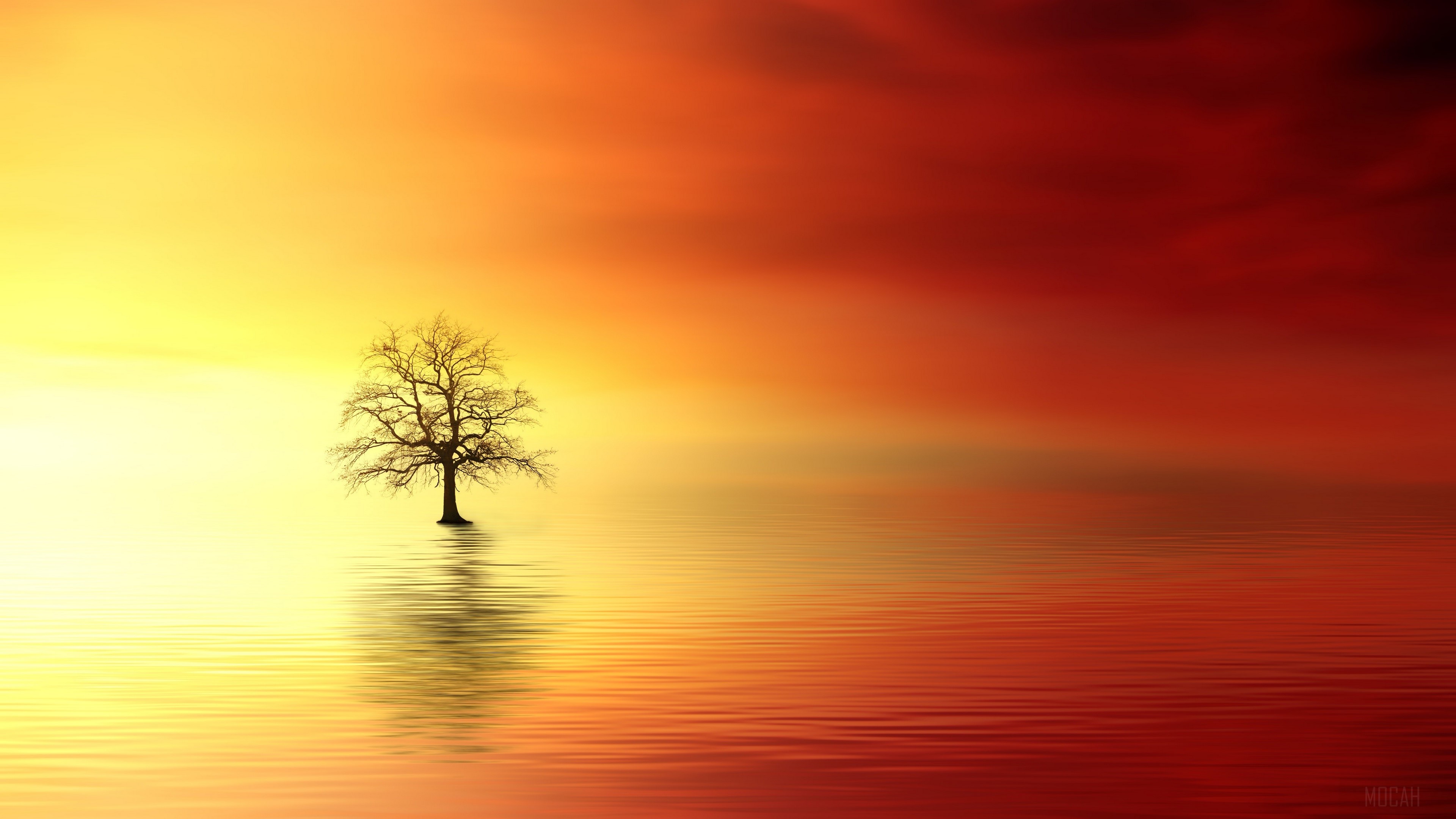 Lonely Tree Orange Sky Wallpapers